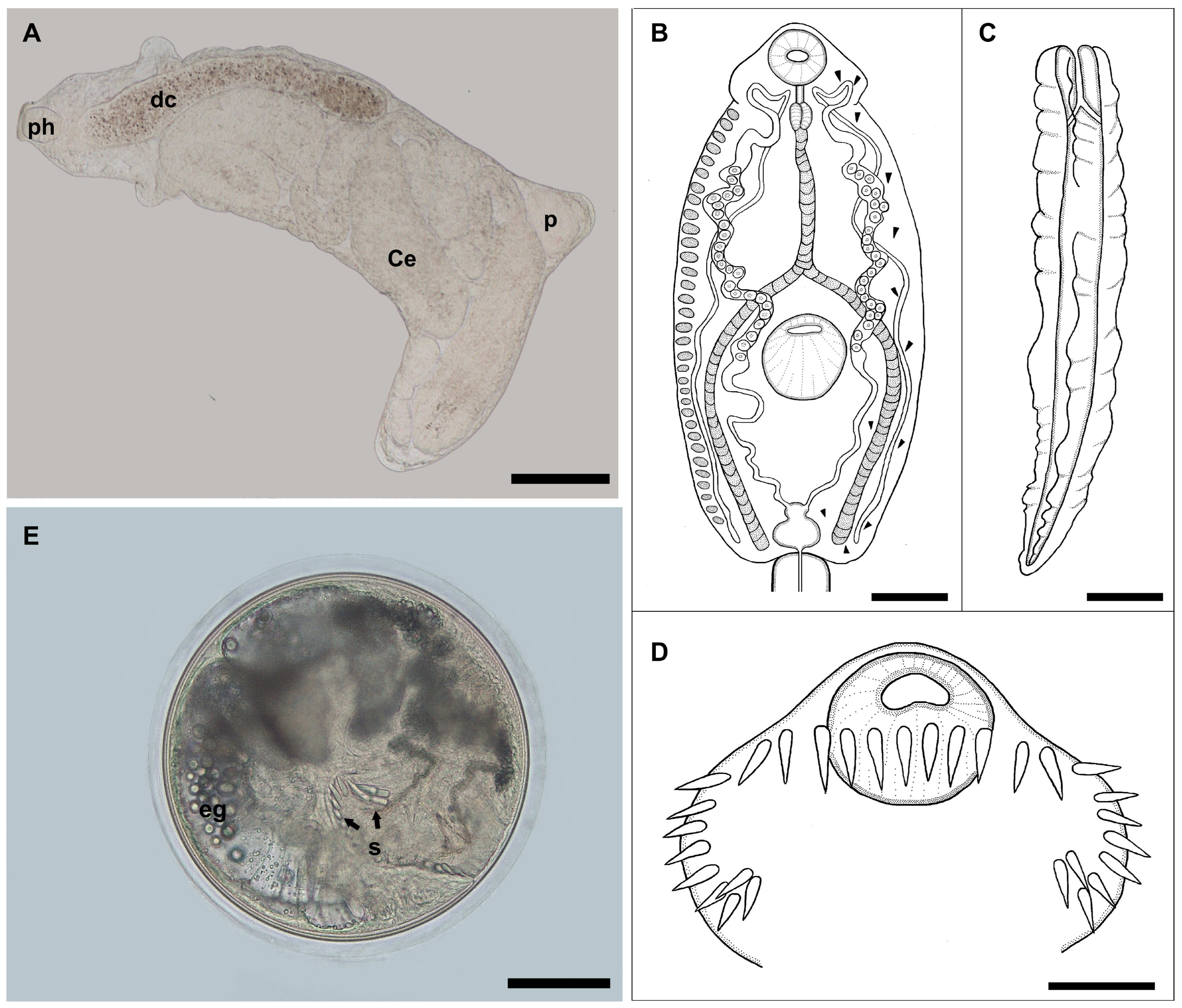 Animals 14 01191 g001 Animals 14 01191 g001