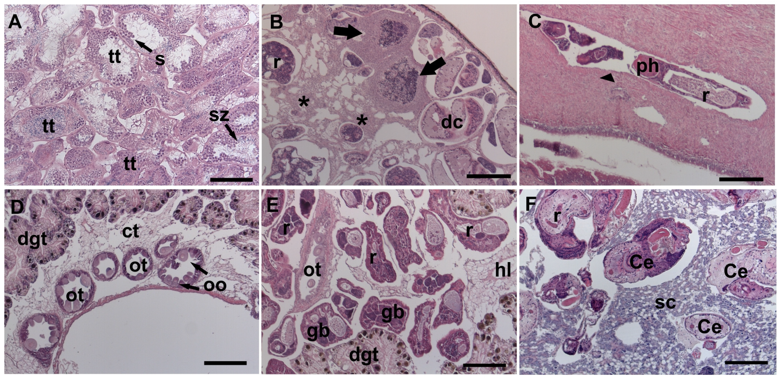 Animals 14 01191 g003 Animals 14 01191 g003