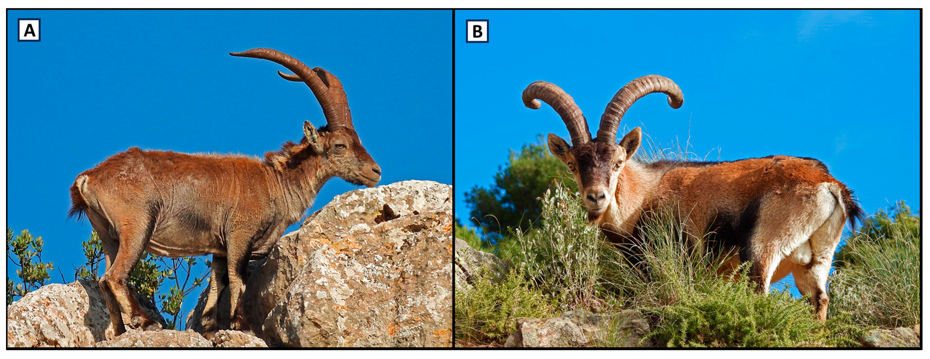 Animals 14 01194 g002 Animals 14 01194 g002