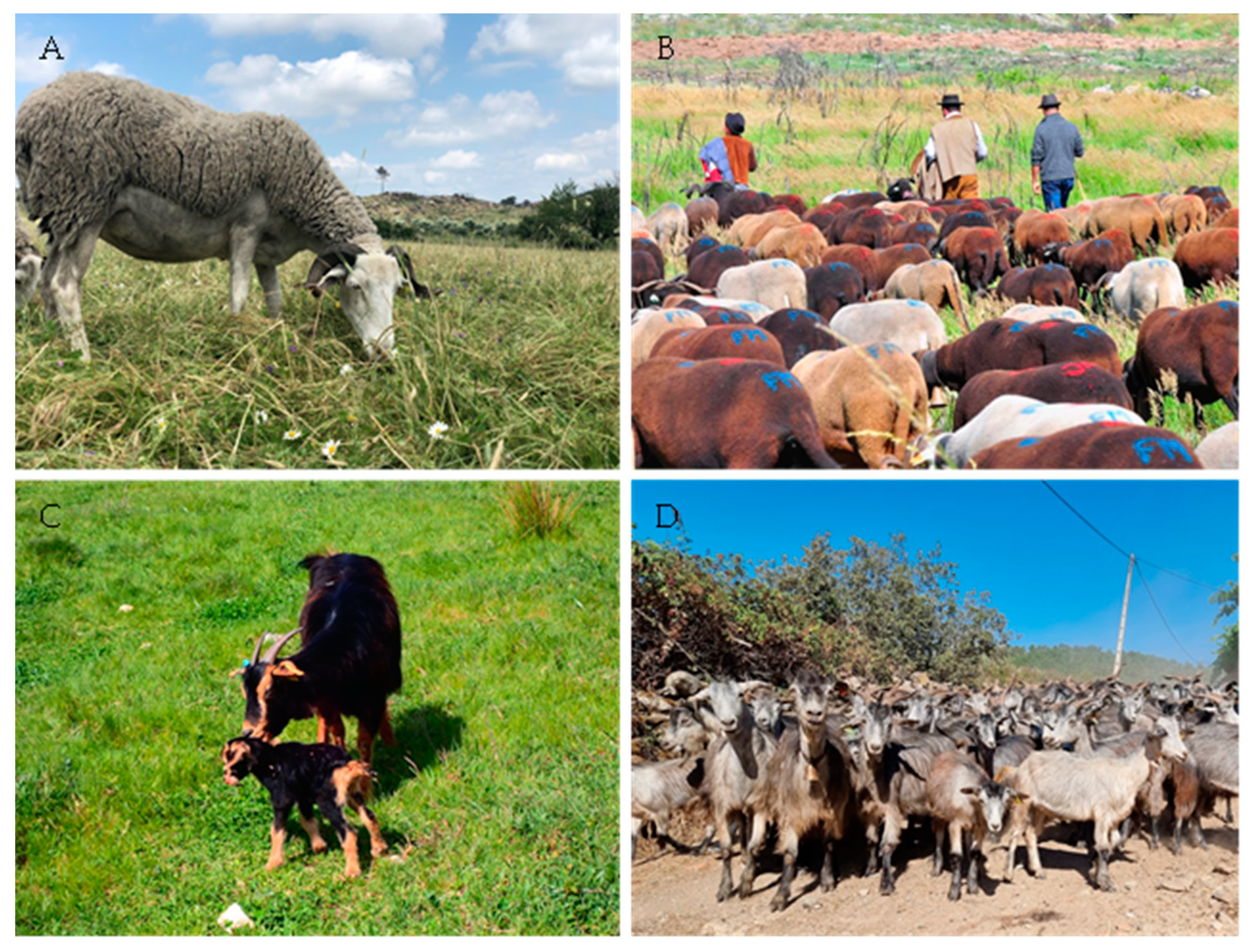 Animals 14 01241 g002