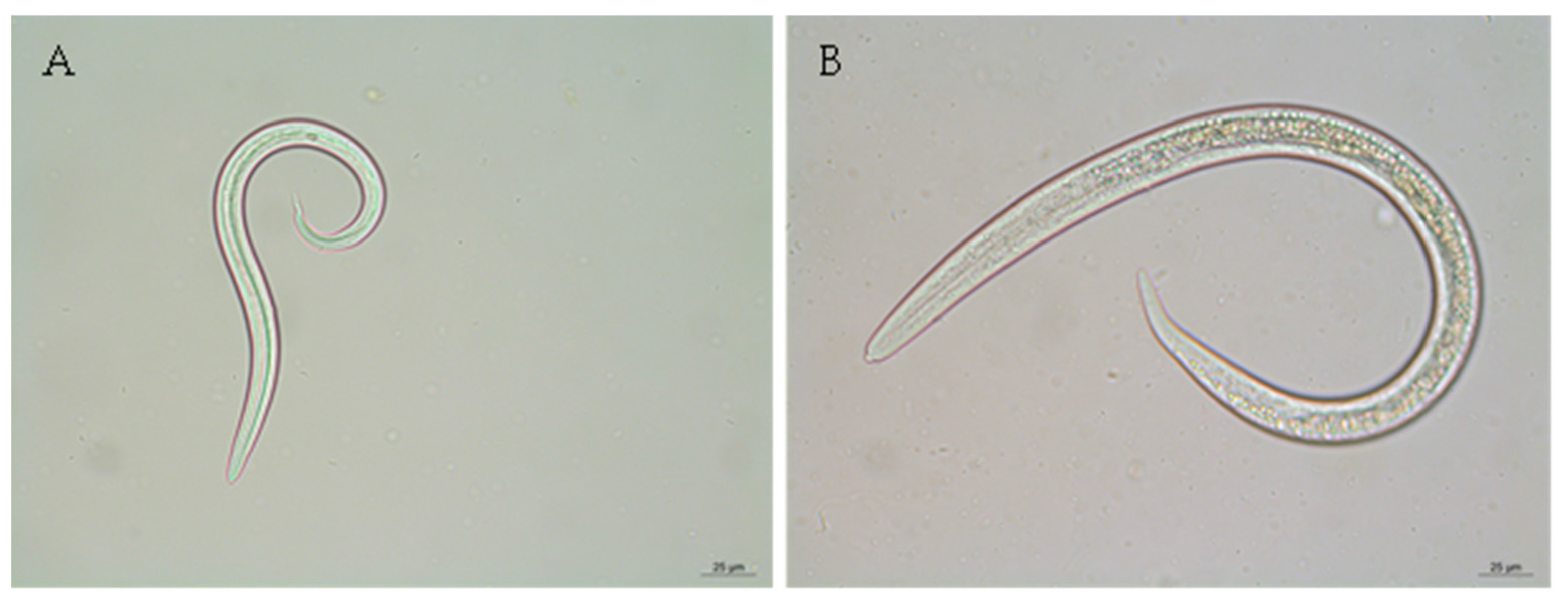 Animals 14 01241 g004