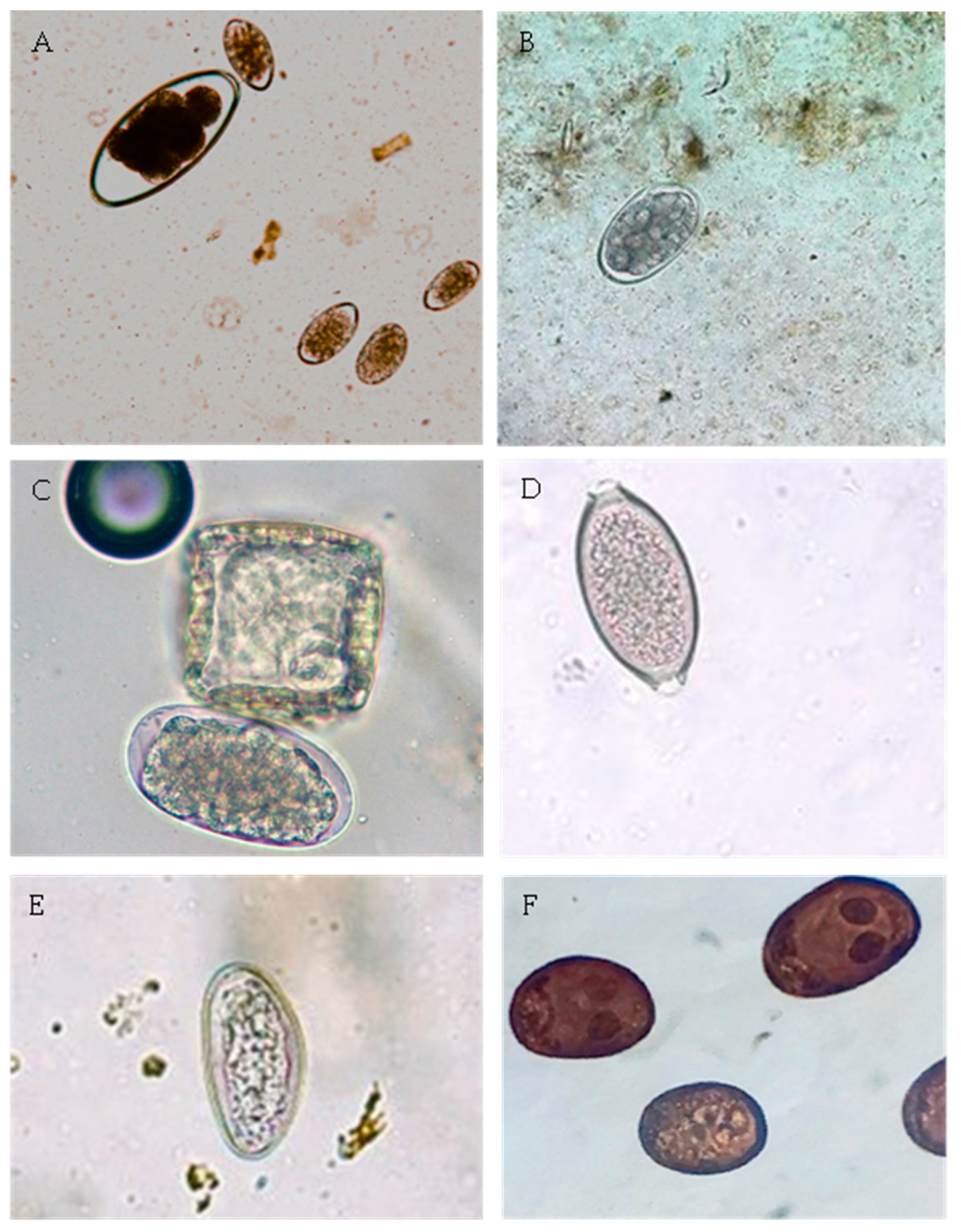 Animals 14 01241 g006