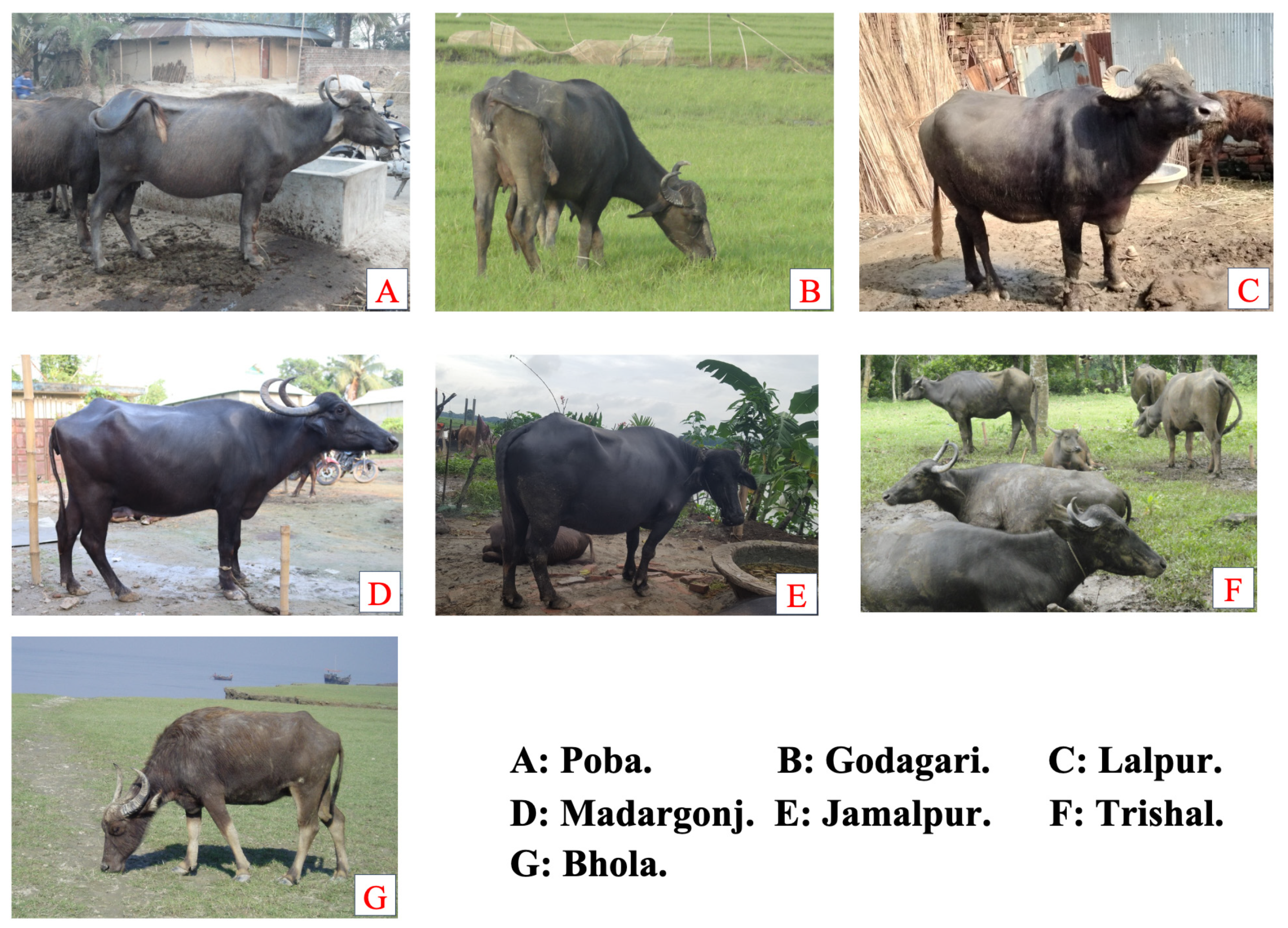 Animals 14 01248 g002 Animals 14 01248 g002