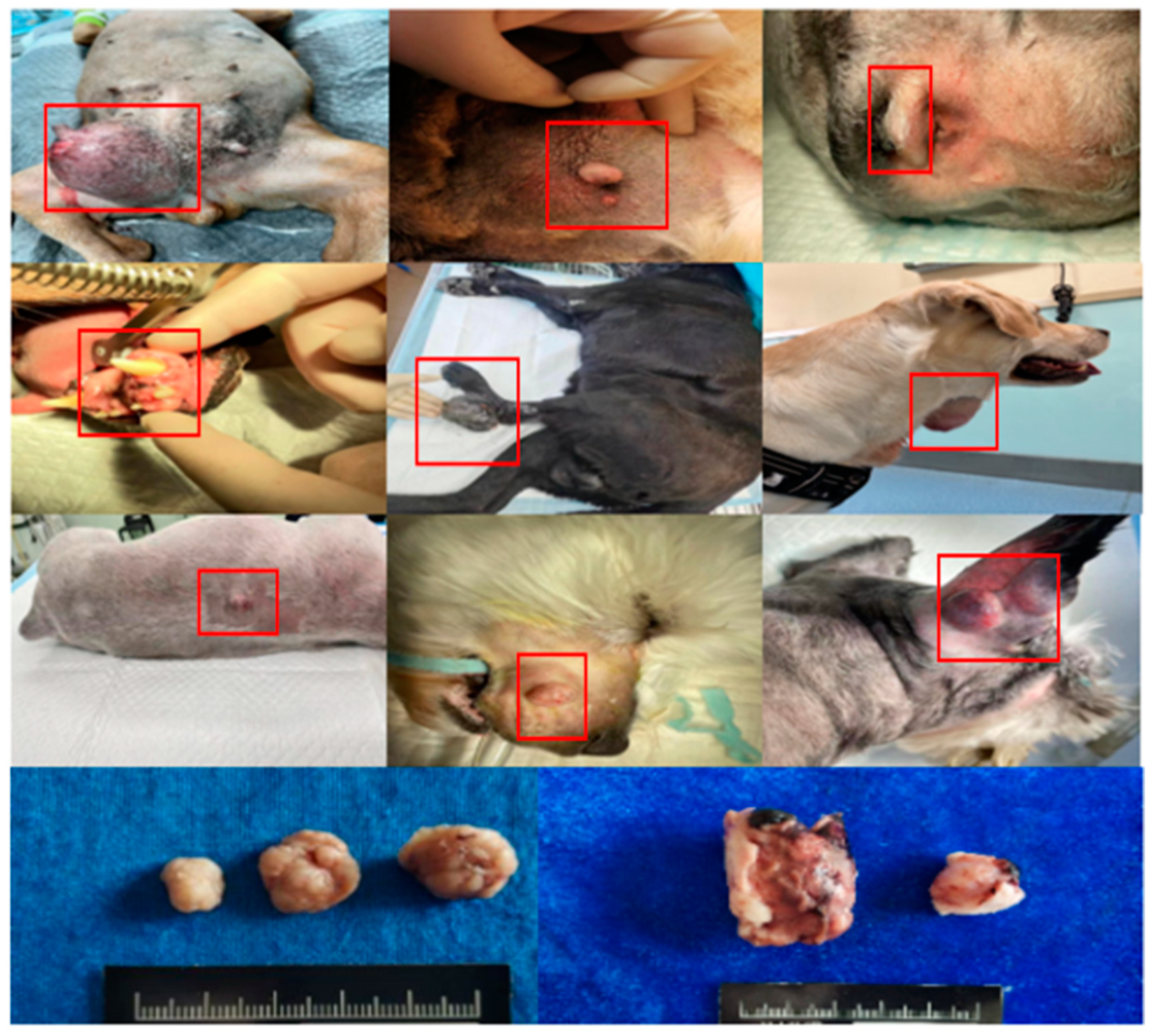 Animals 14 01272 g001