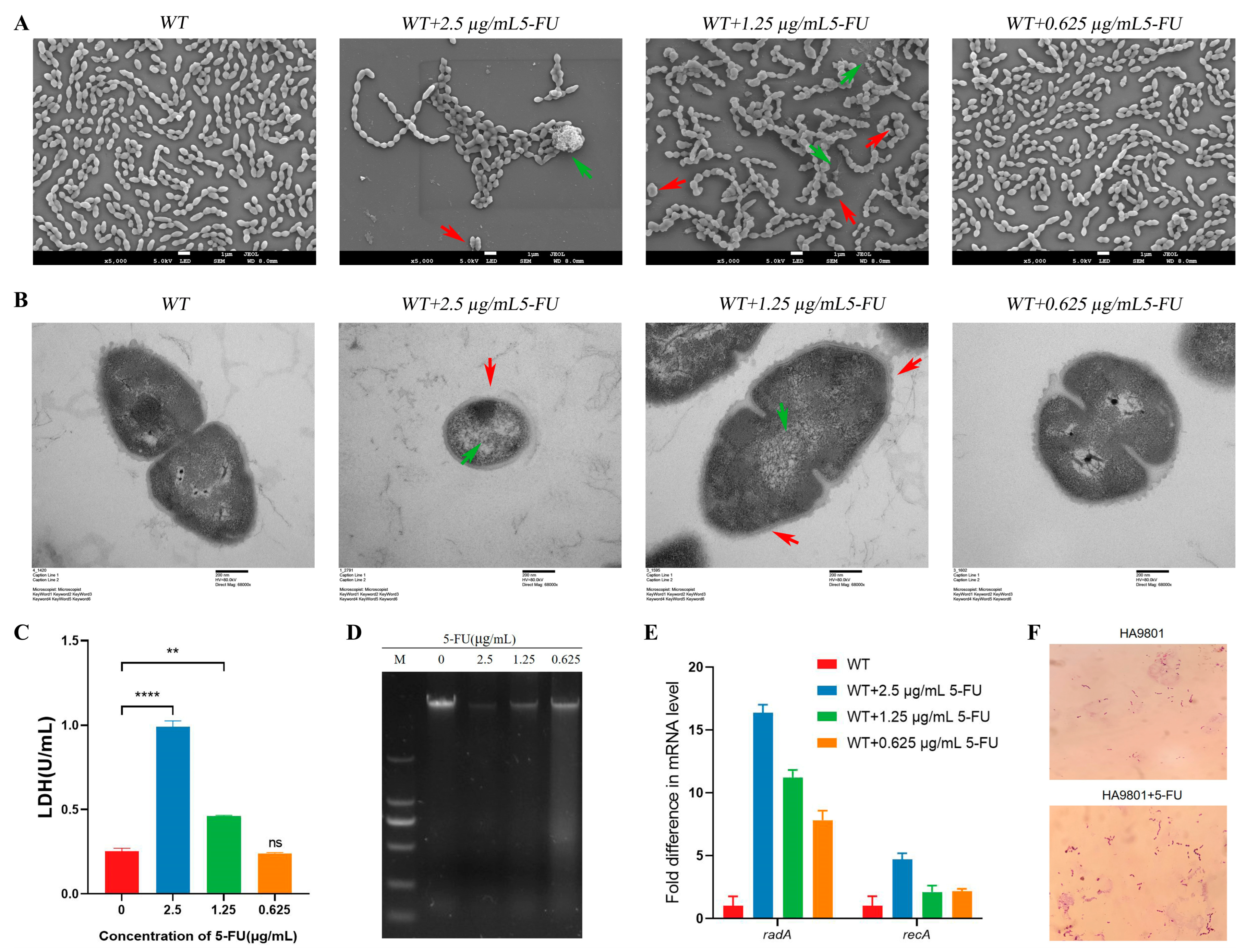 Animals 14 01286 g002