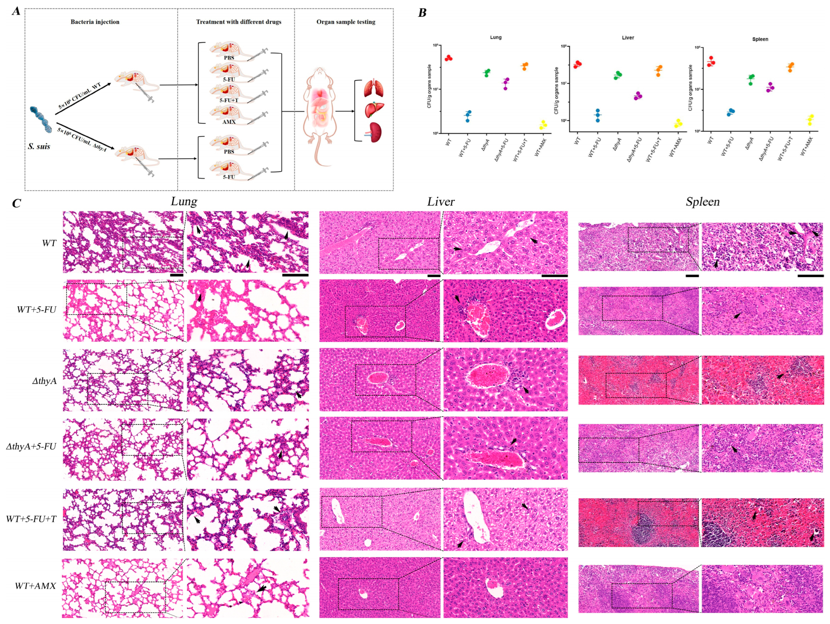 Animals 14 01286 g004