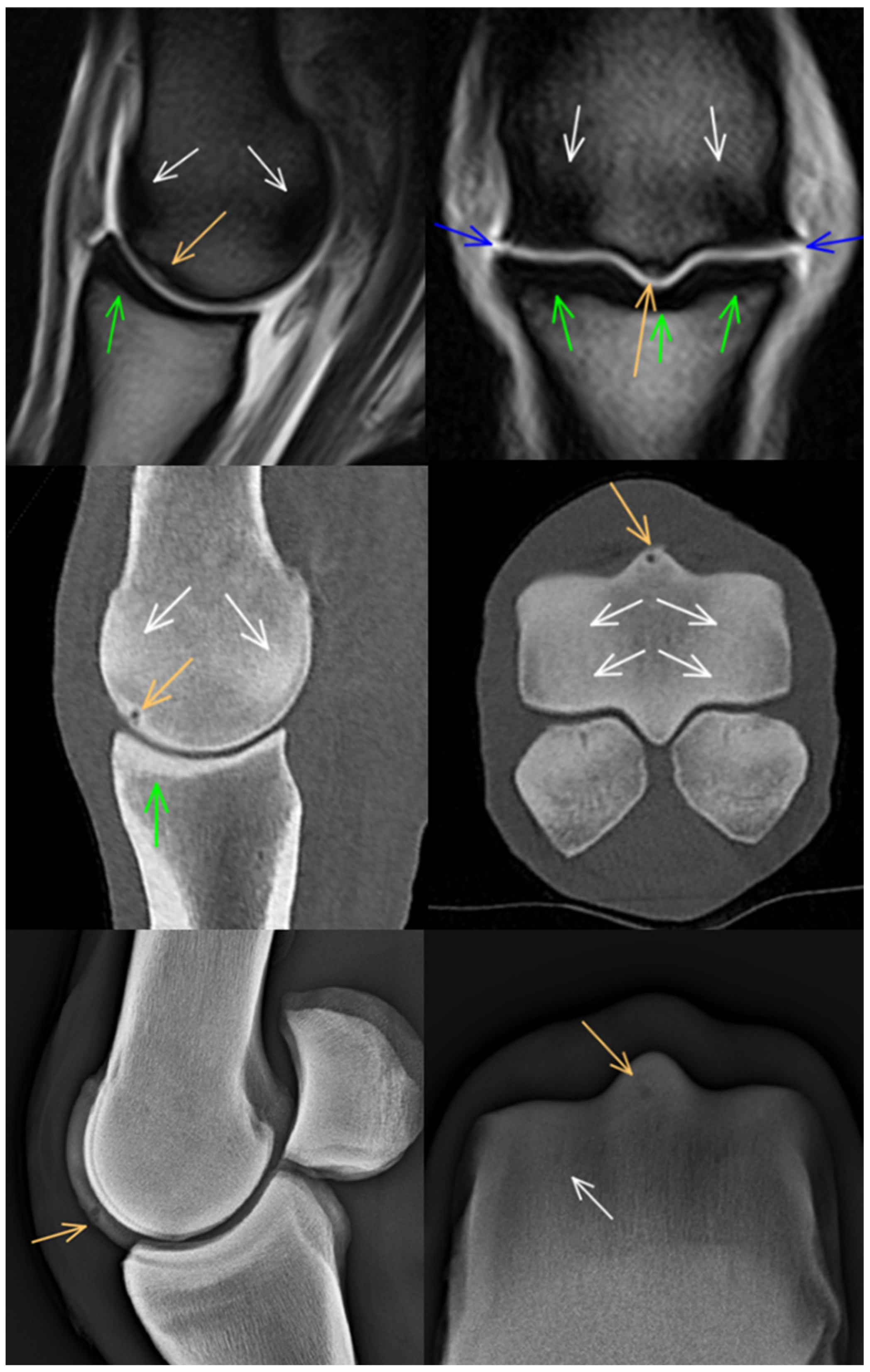 Animals 14 01417 g002