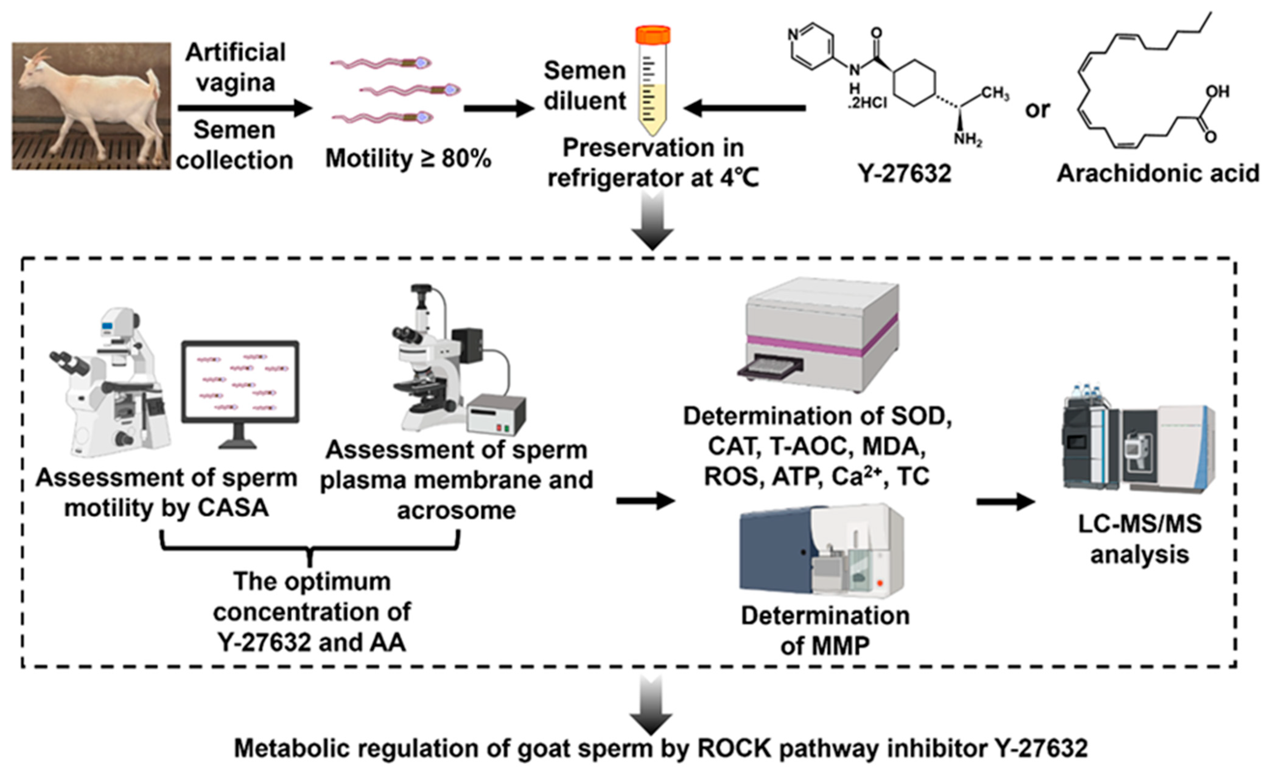 Animals 14 01441 g001