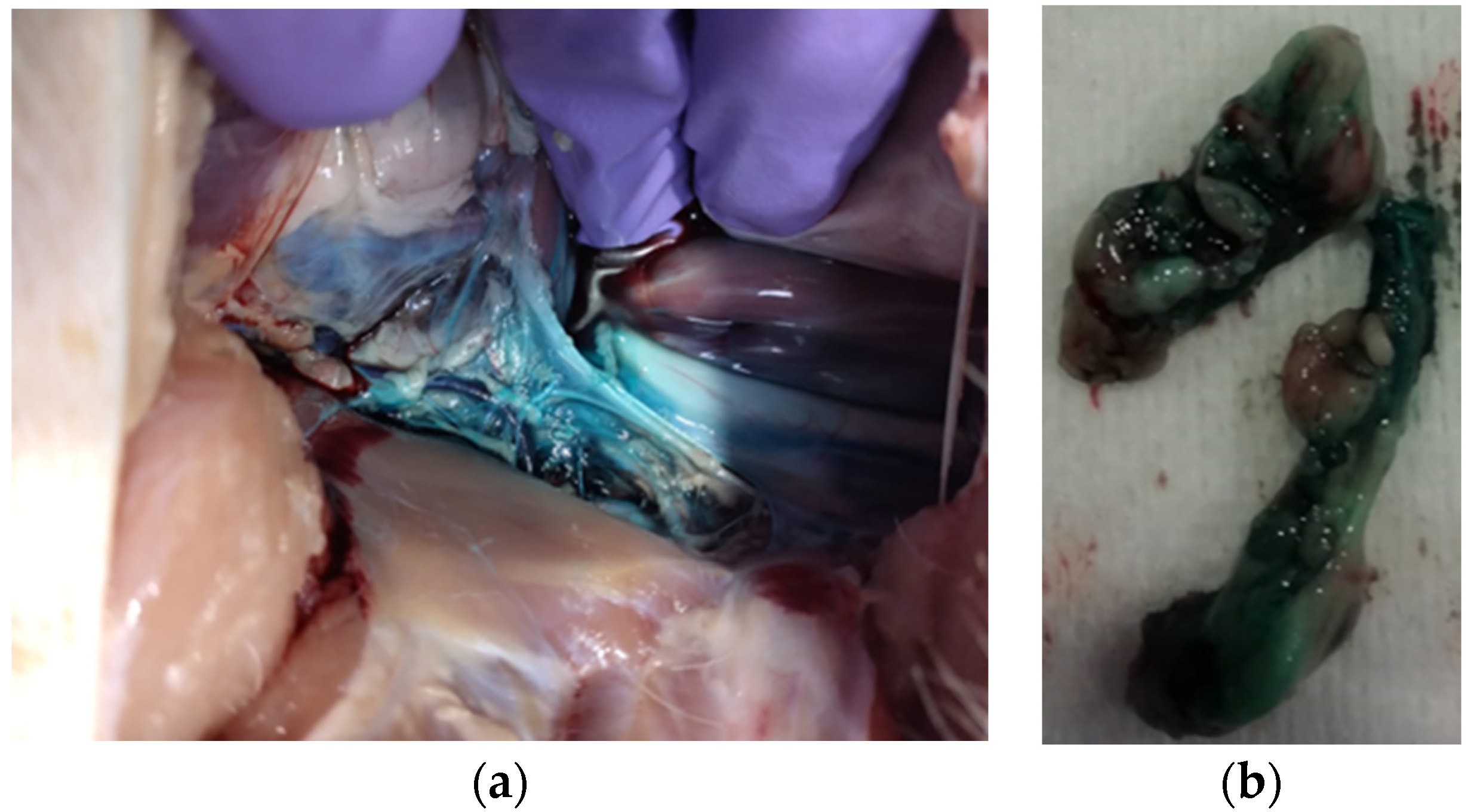 Animals 14 01478 g004