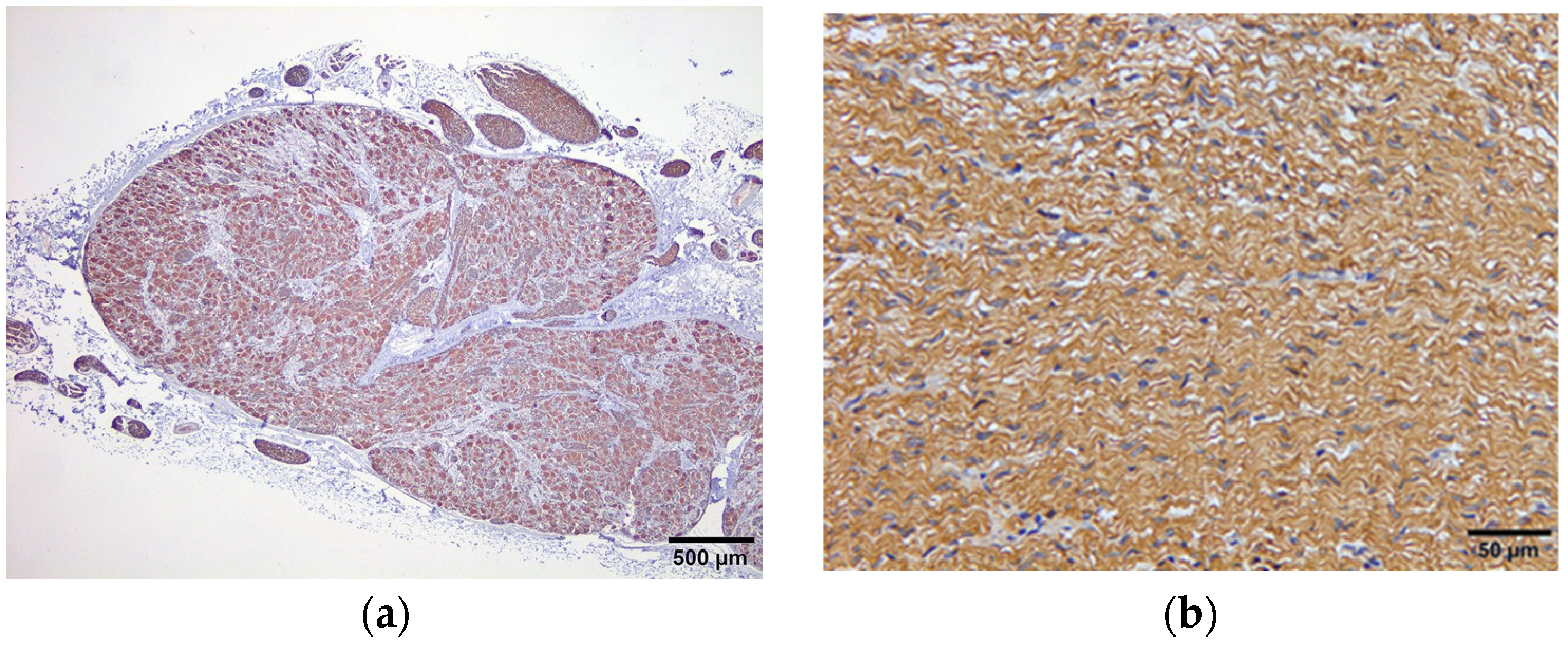 Animals 14 01478 g006