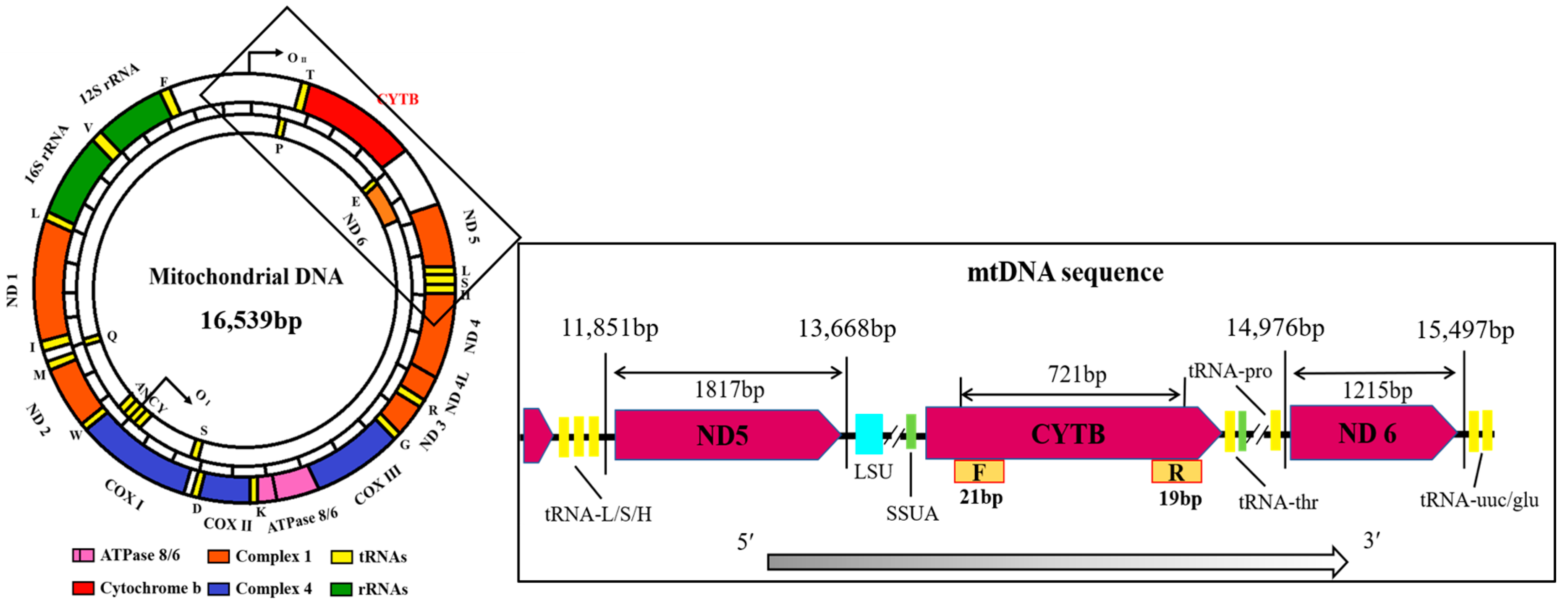Animals 14 01480 g002
