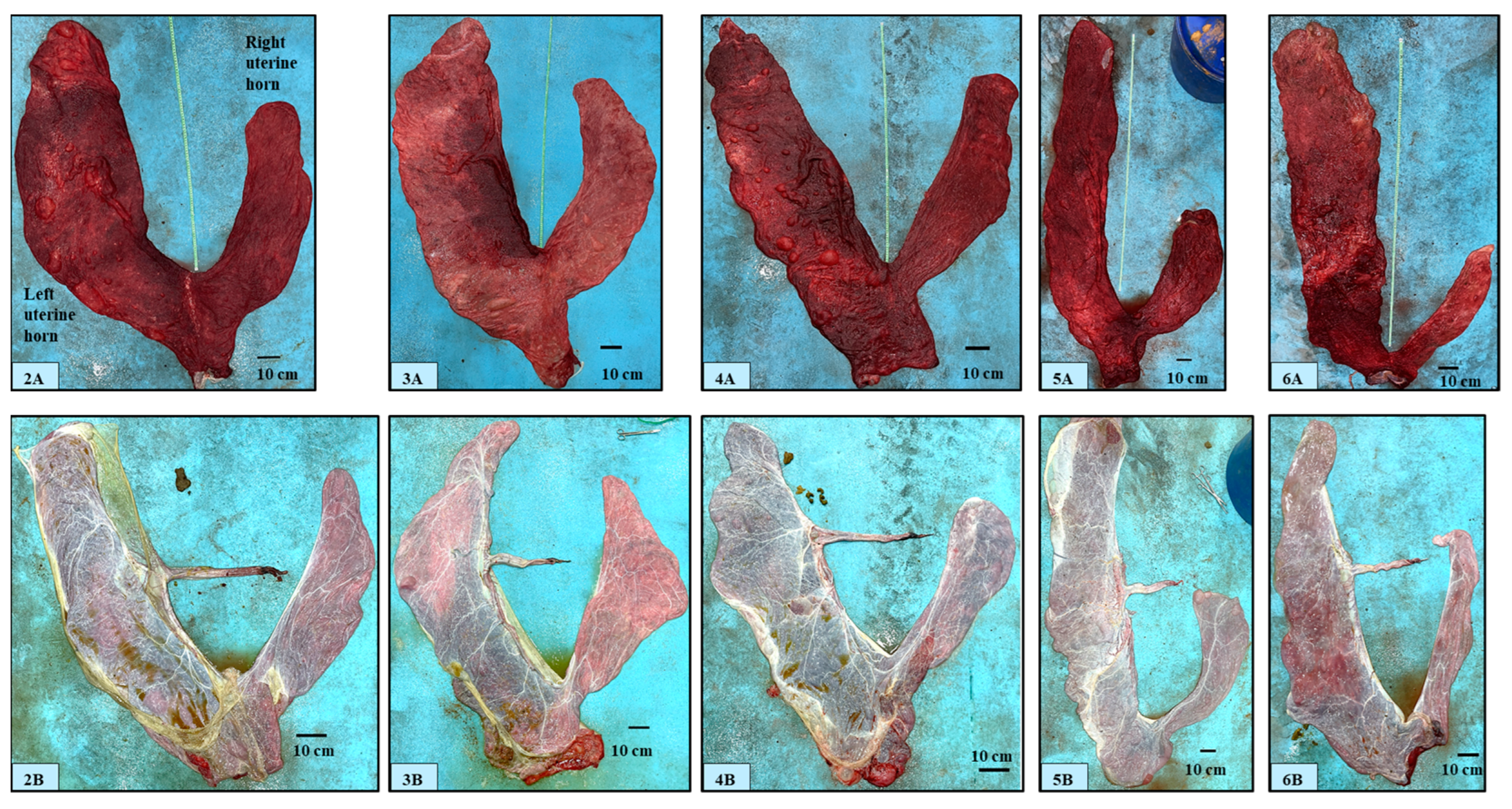 Animals 14 01553 g002 Animals 14 01553 g002