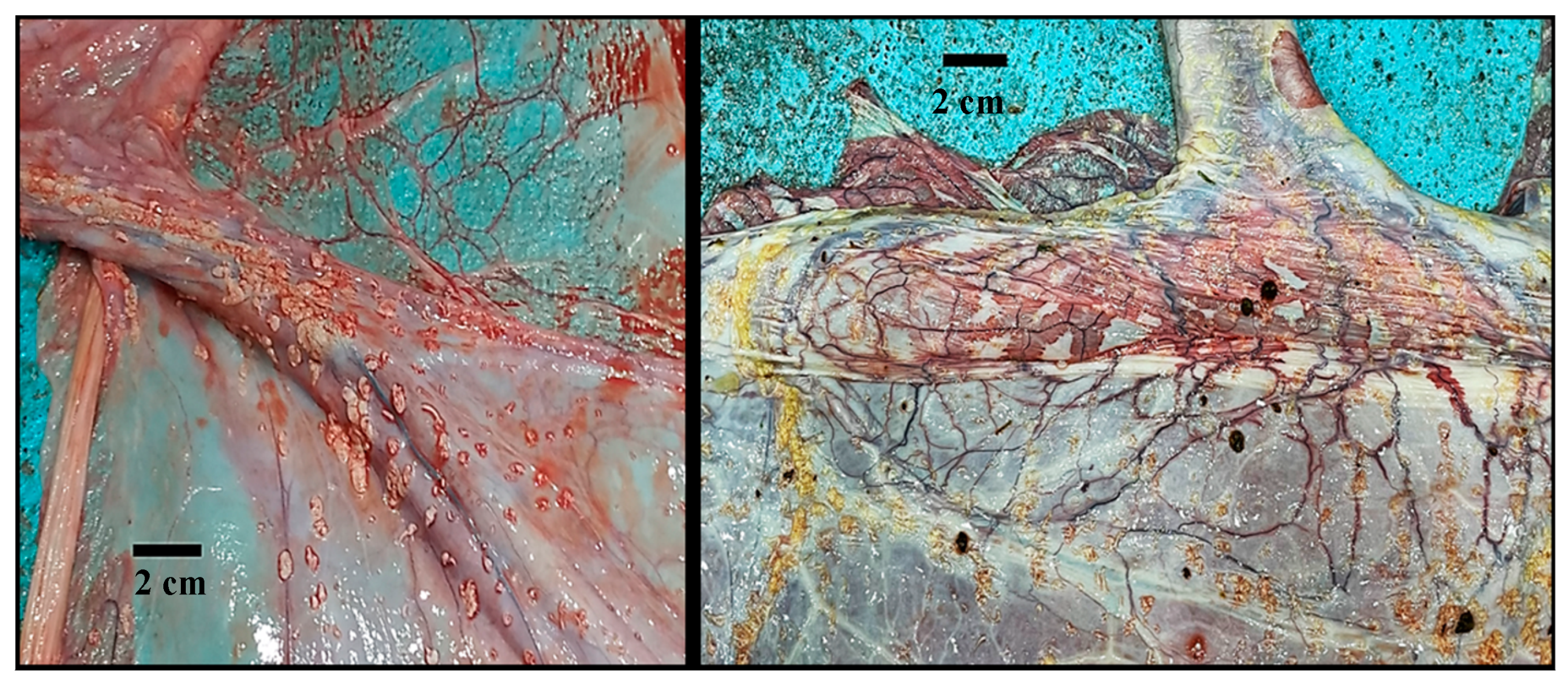 Animals 14 01553 g003 Animals 14 01553 g003