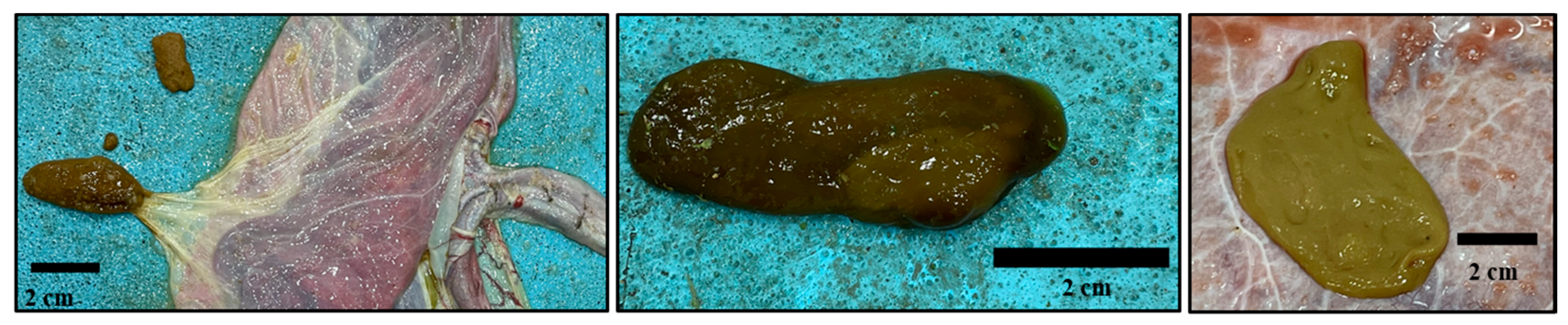 Animals 14 01553 g004 Animals 14 01553 g004