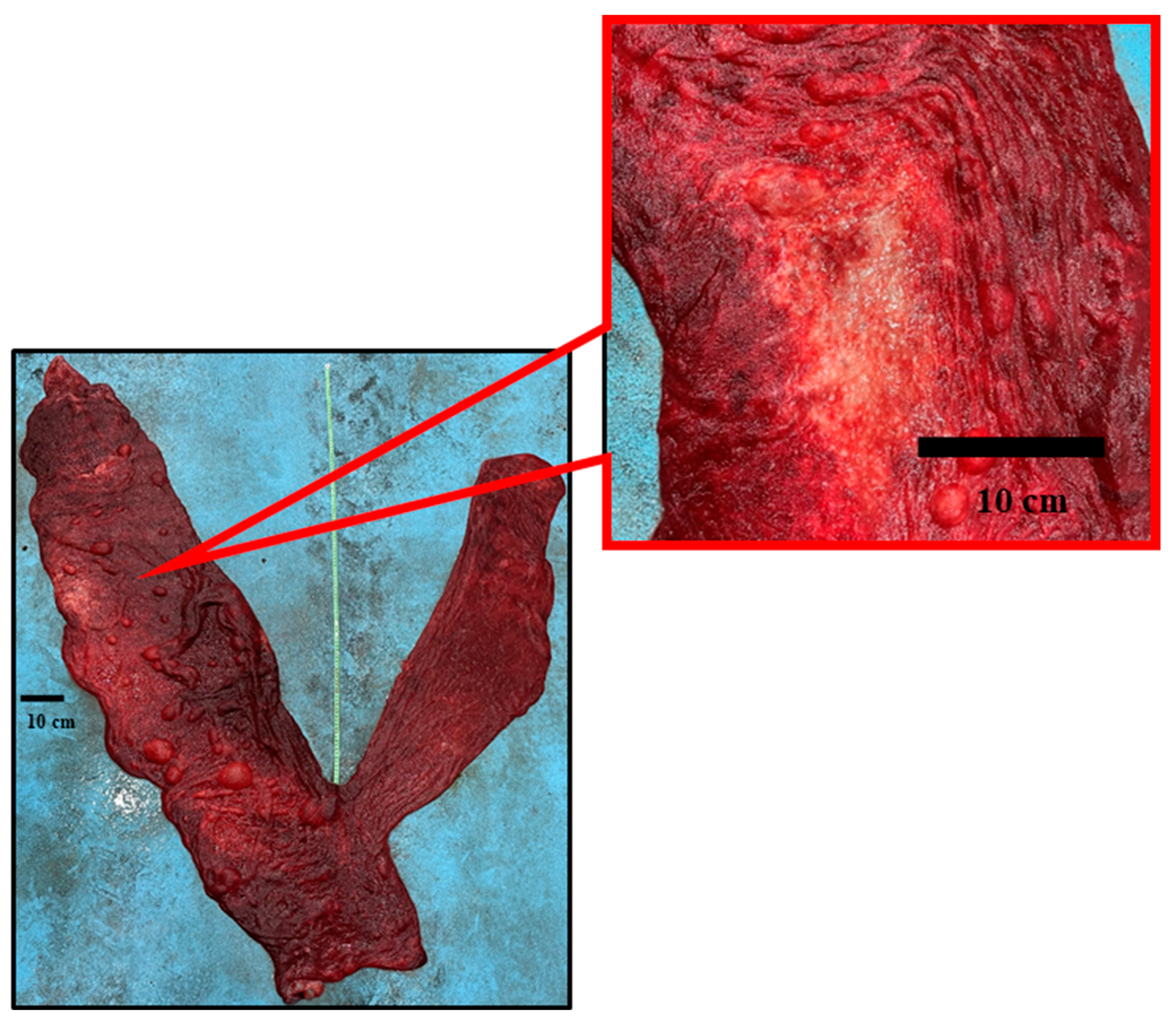 Animals 14 01553 g006 Animals 14 01553 g006