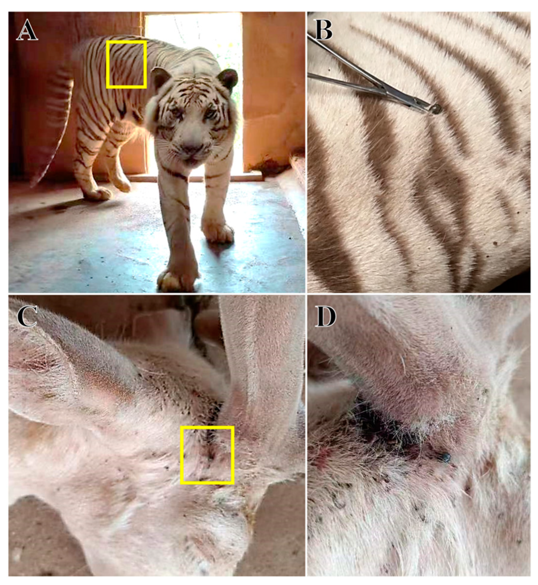 Animals 14 01557 g001