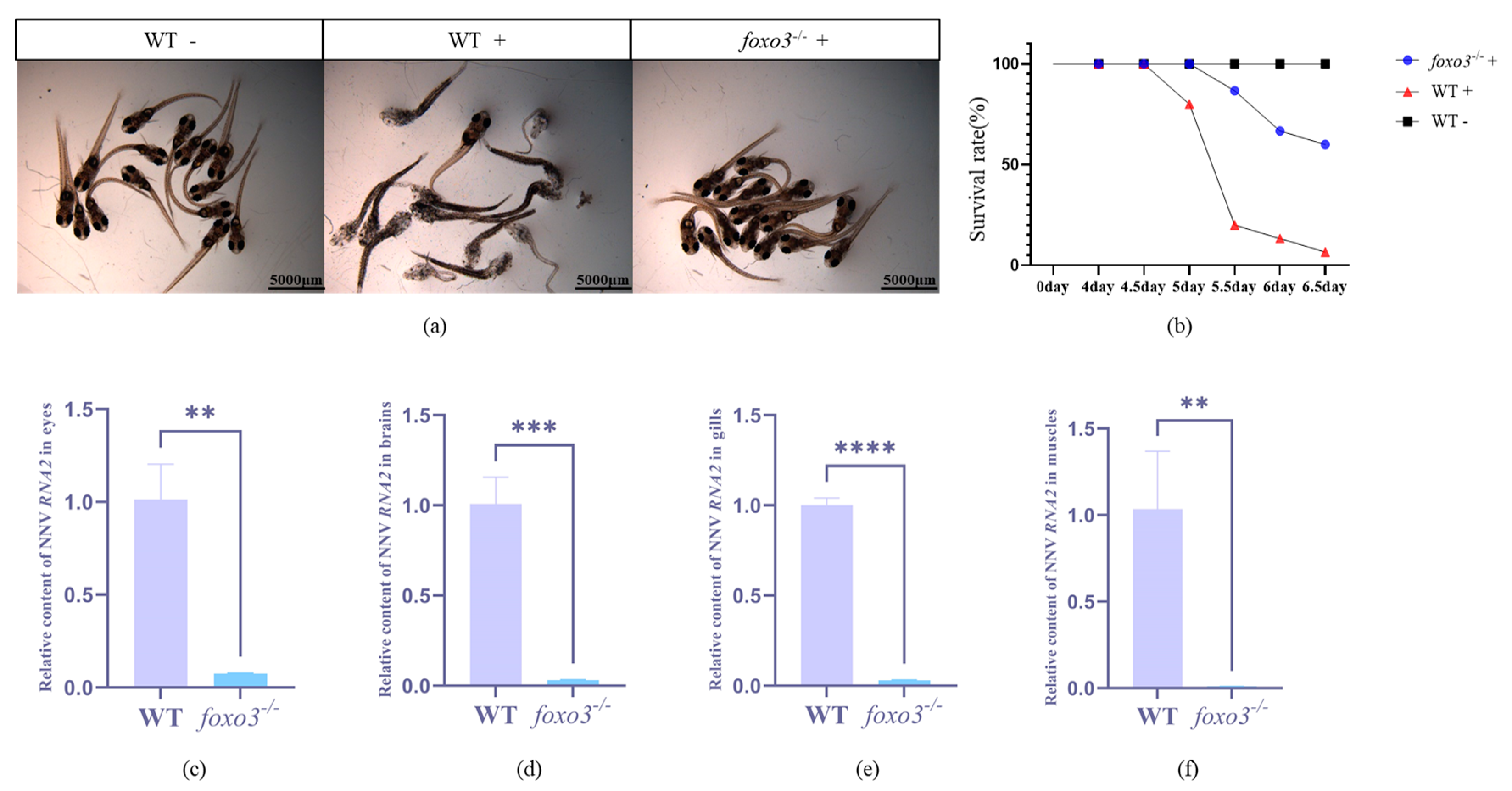 Animals 14 01587 g005