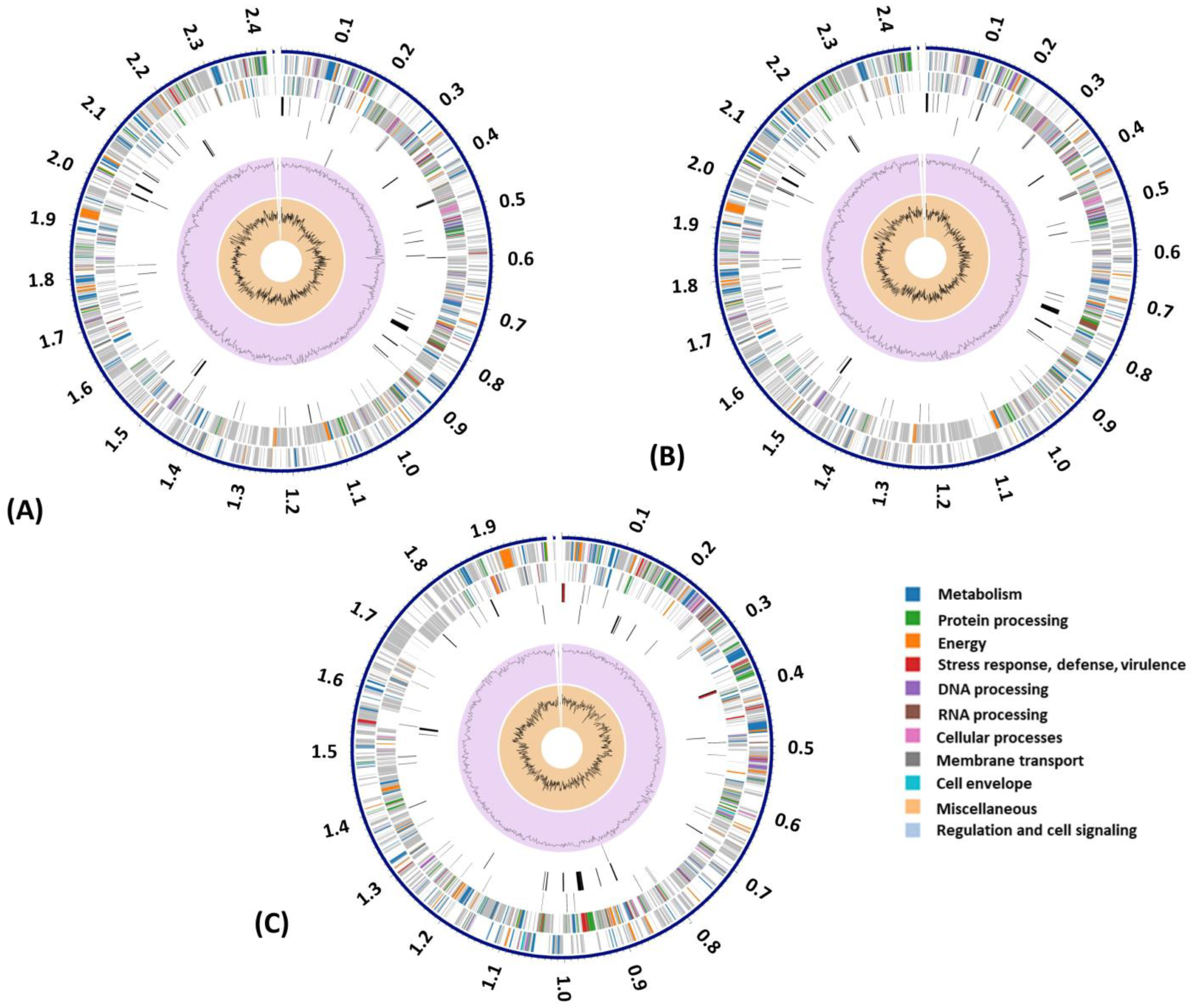 Animals 14 01609 g001