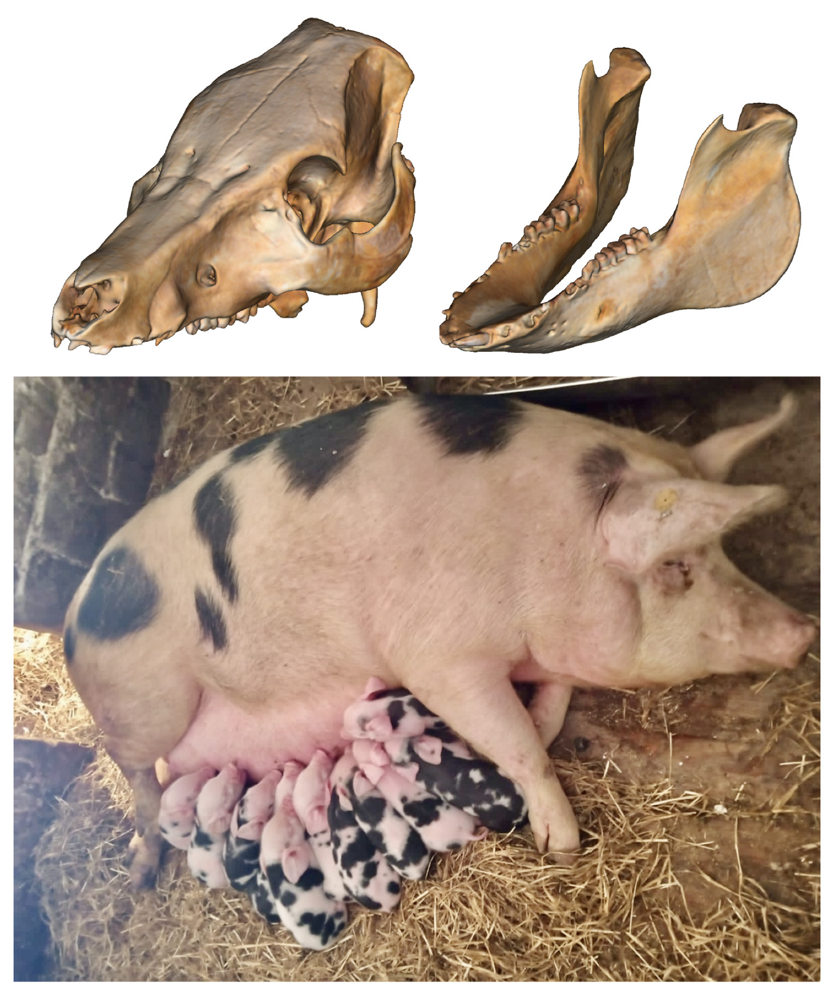 Animals 14 01629 g001