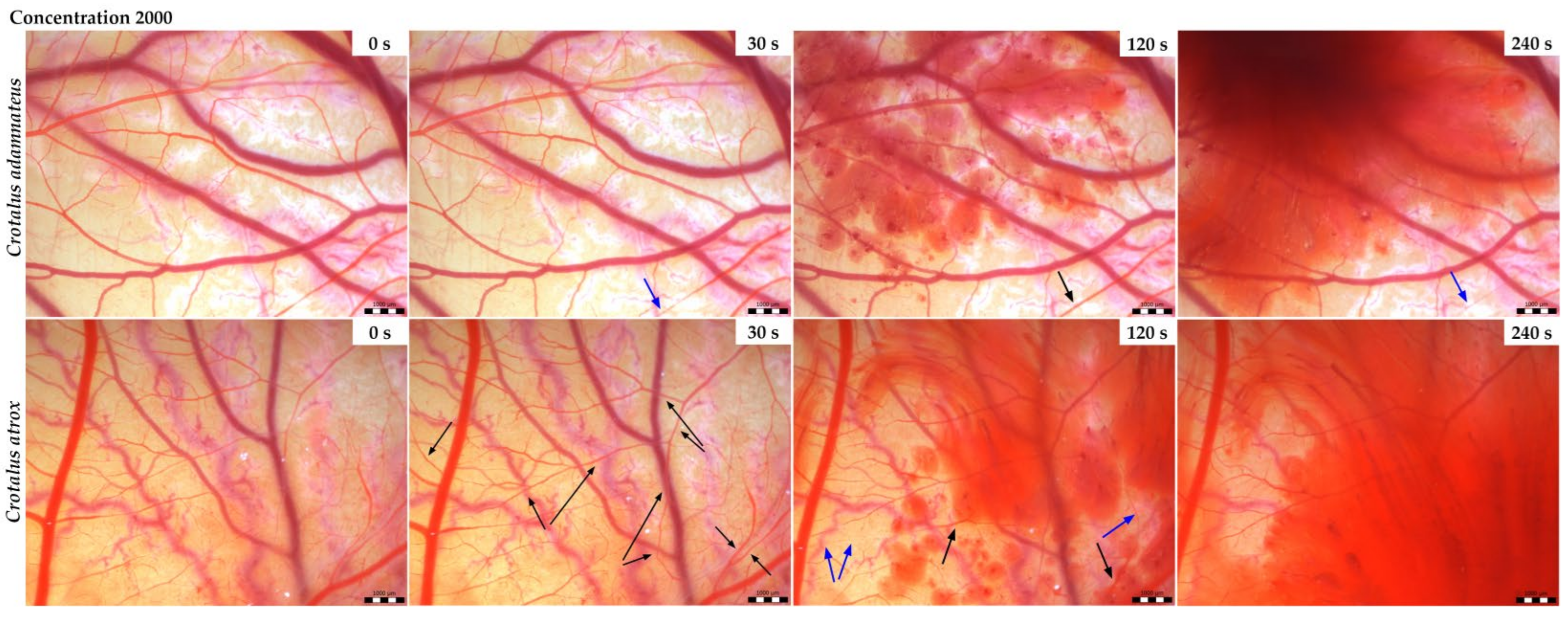 Animals 14 01634 g002