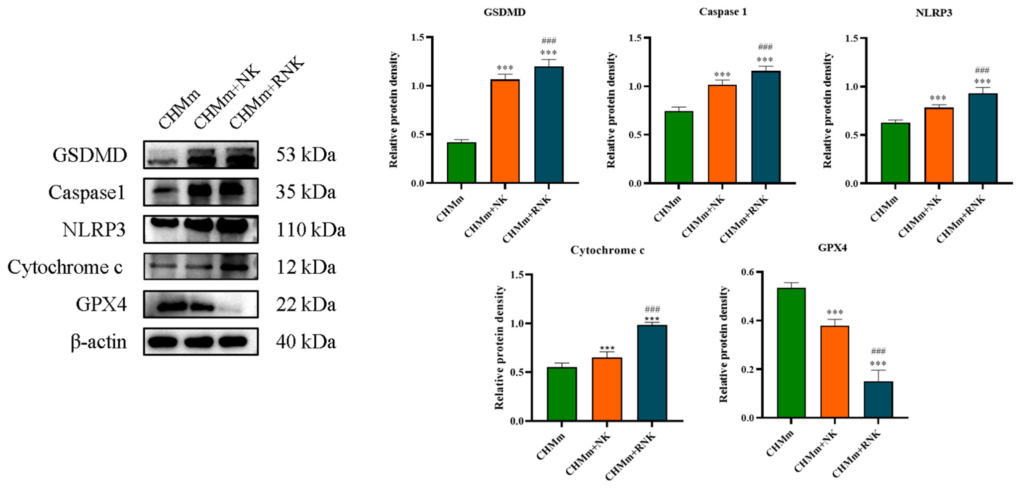 Animals 14 01636 g004