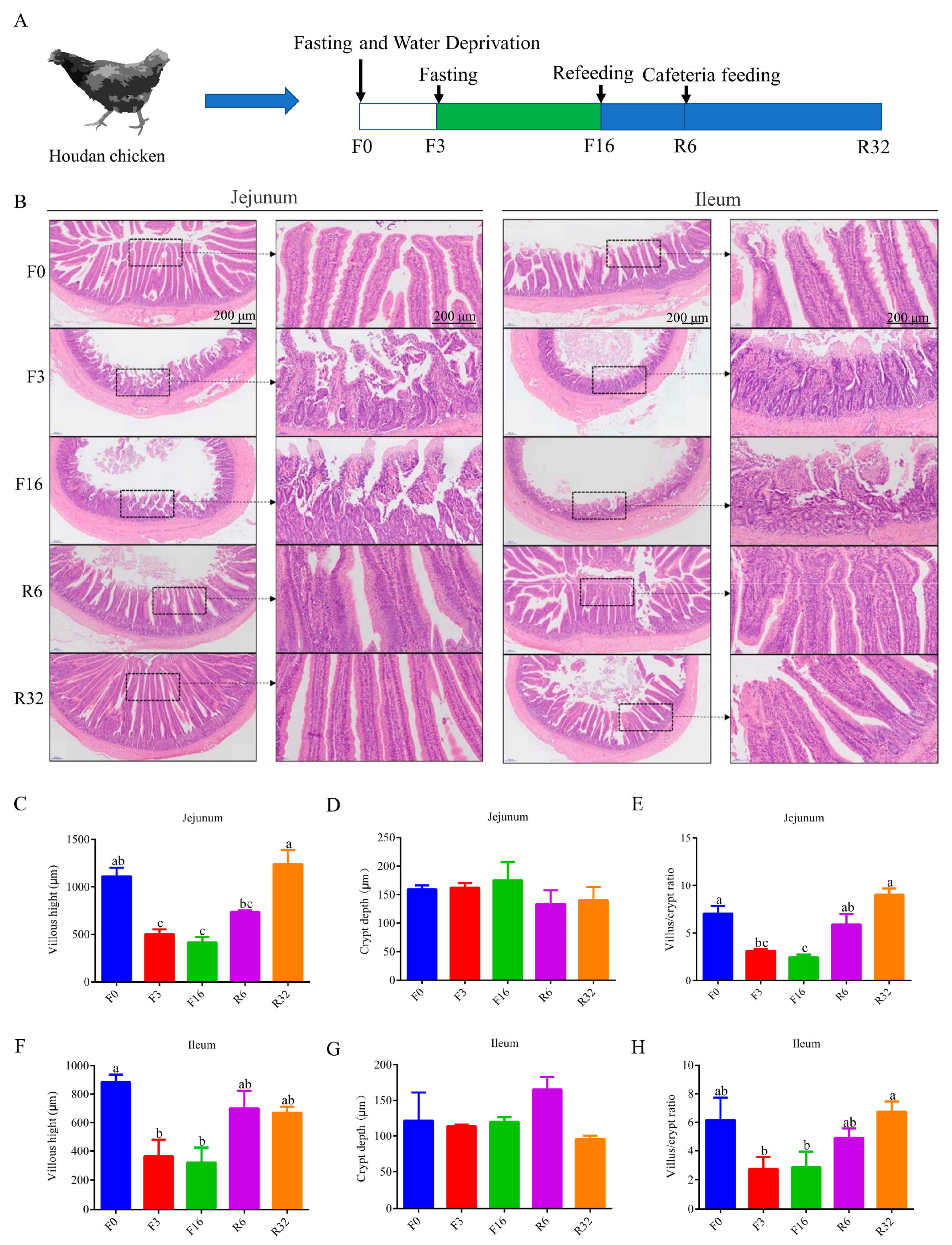 Animals 14 01640 g001