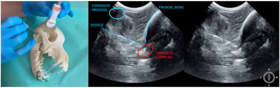 Animals | Free Full-Text | Comparison between Ultrasonographic-Guided ...