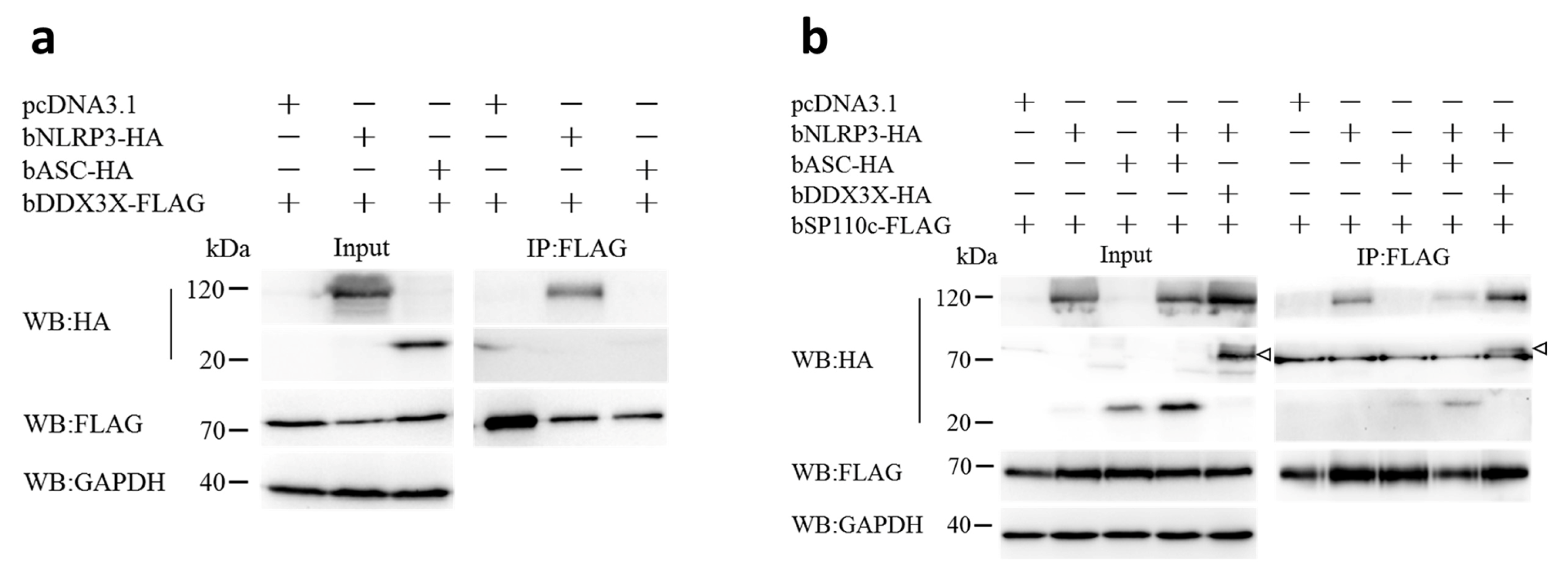 Animals 14 01650 g003