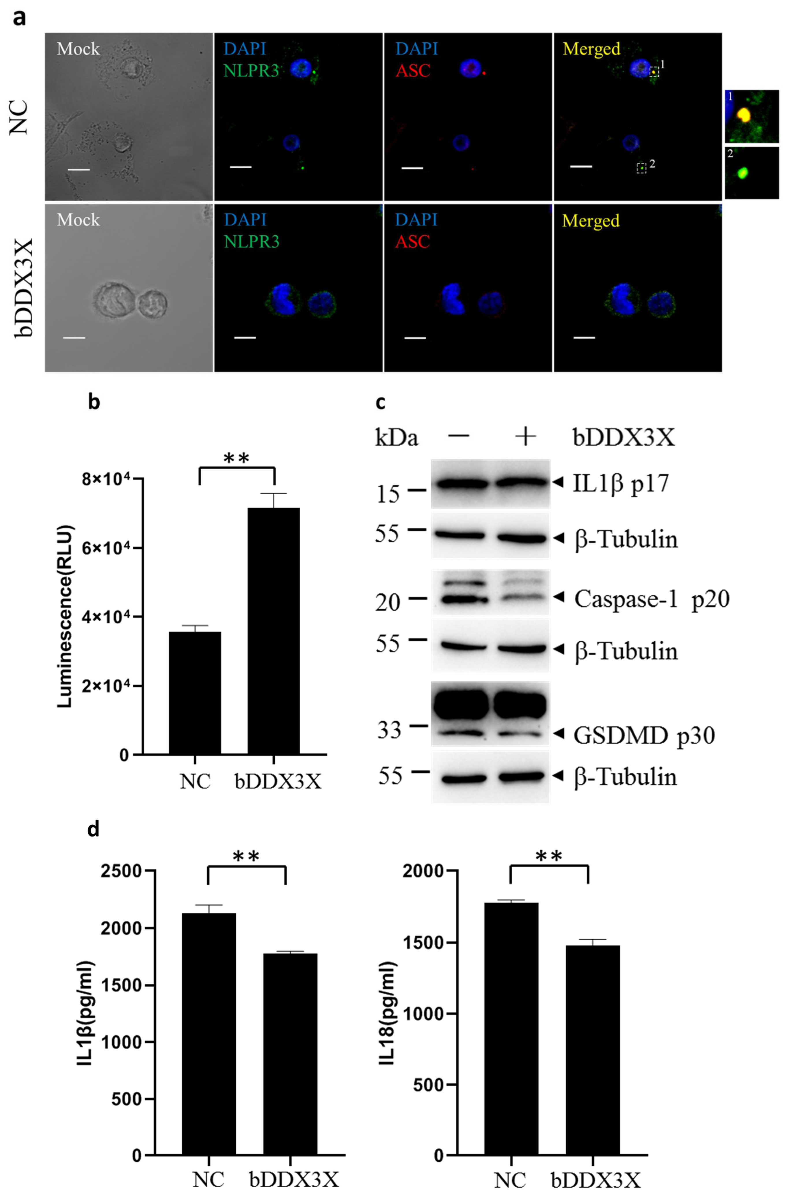 Animals 14 01650 g004