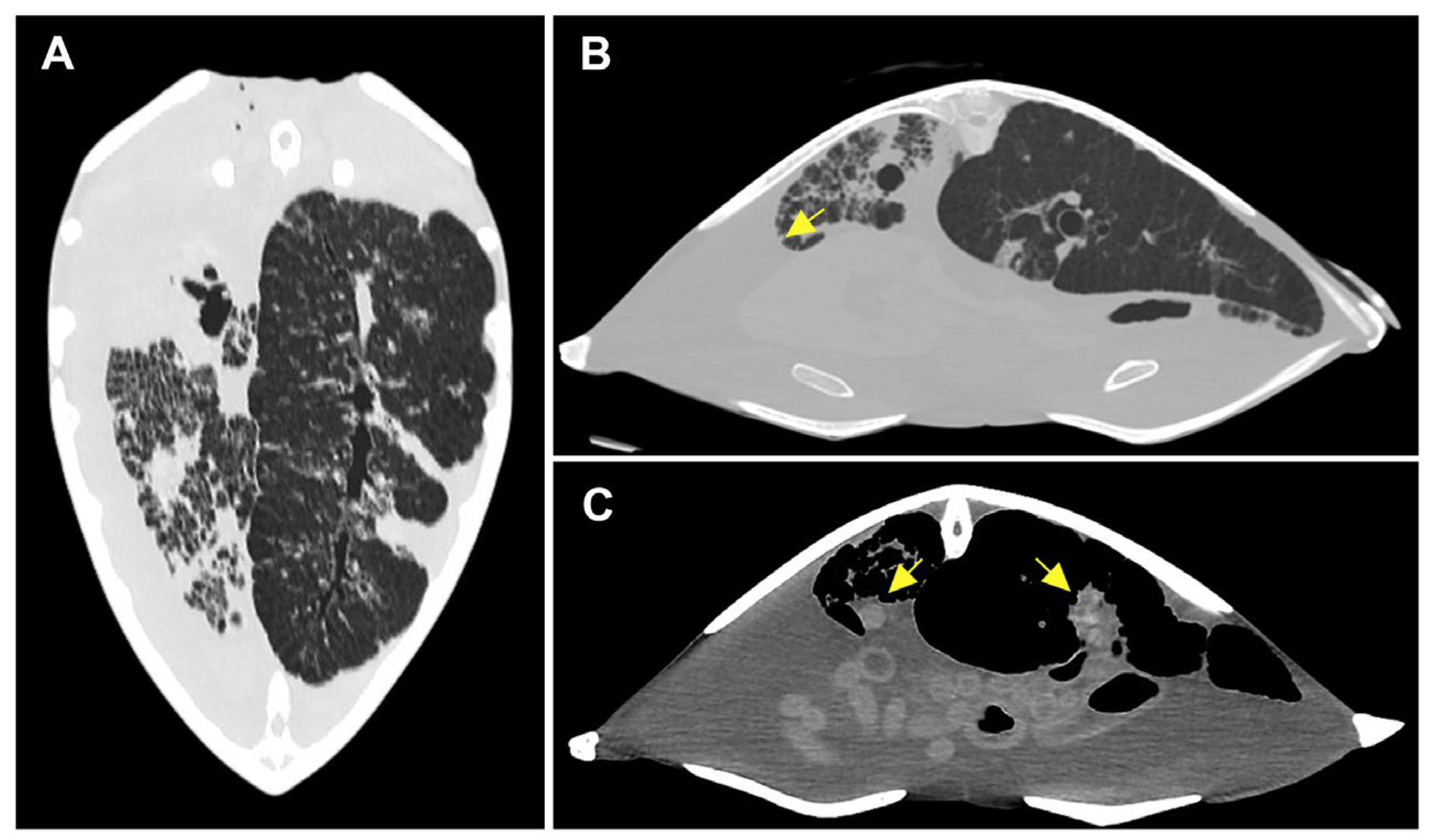 Animals 14 01711 g001