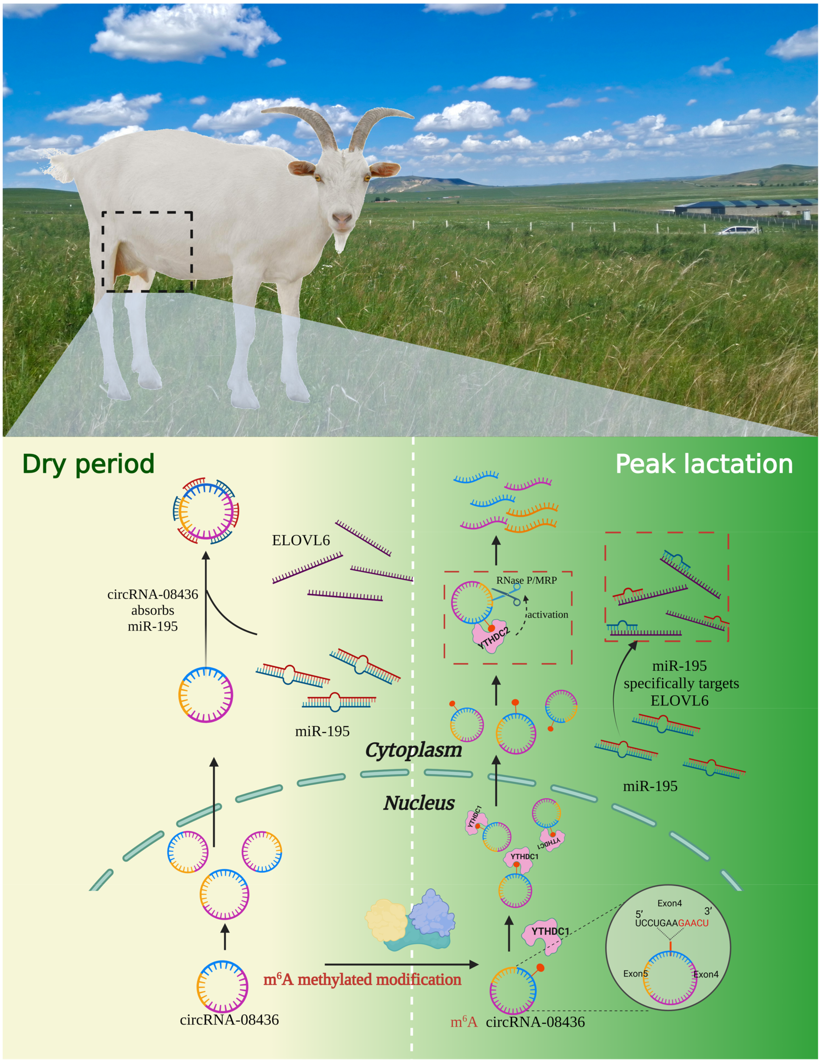 Animals 14 01715 g013