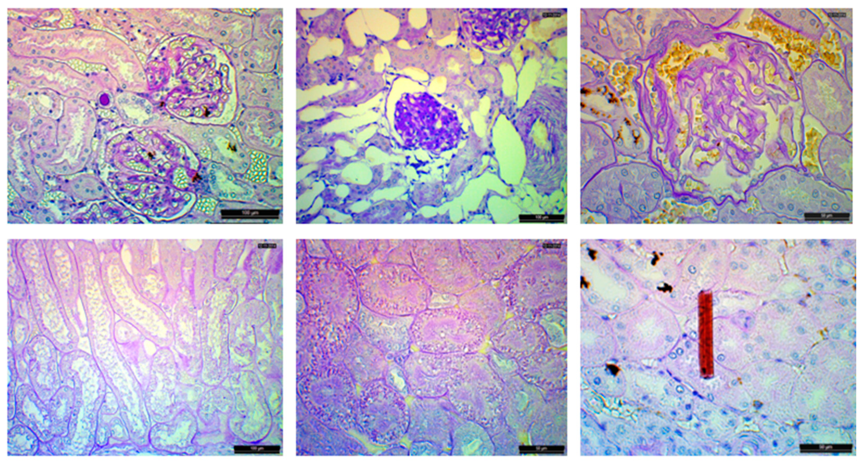 Animals 14 01739 g005