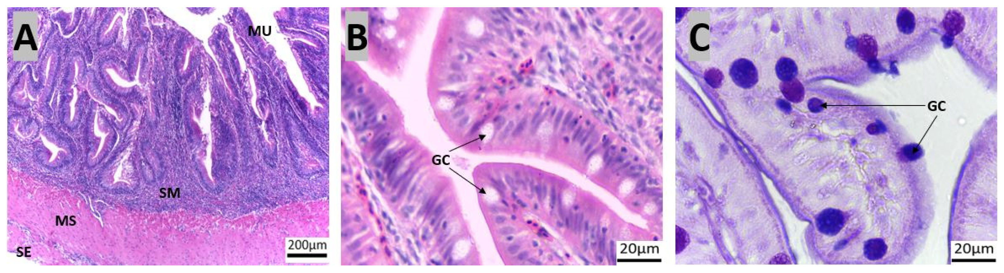 Animals 14 01803 g007