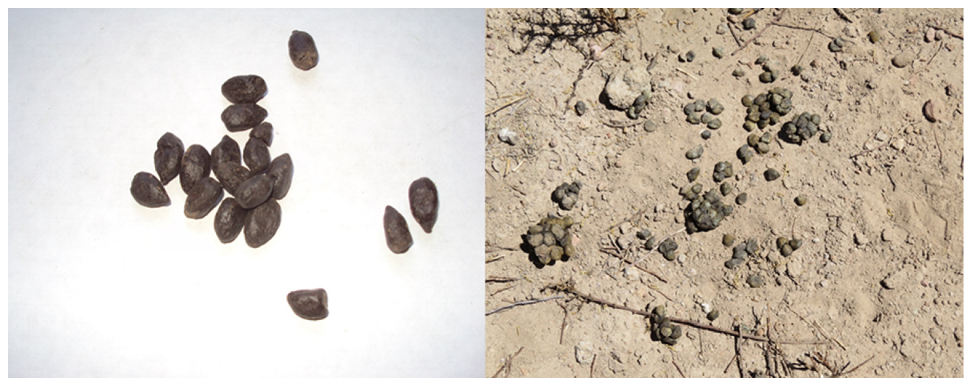 Animals 14 01814 g004