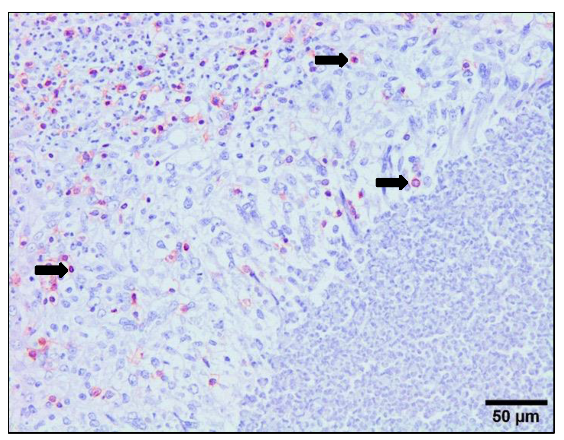 Animals 14 01833 g006 Animals 14 01833 g006