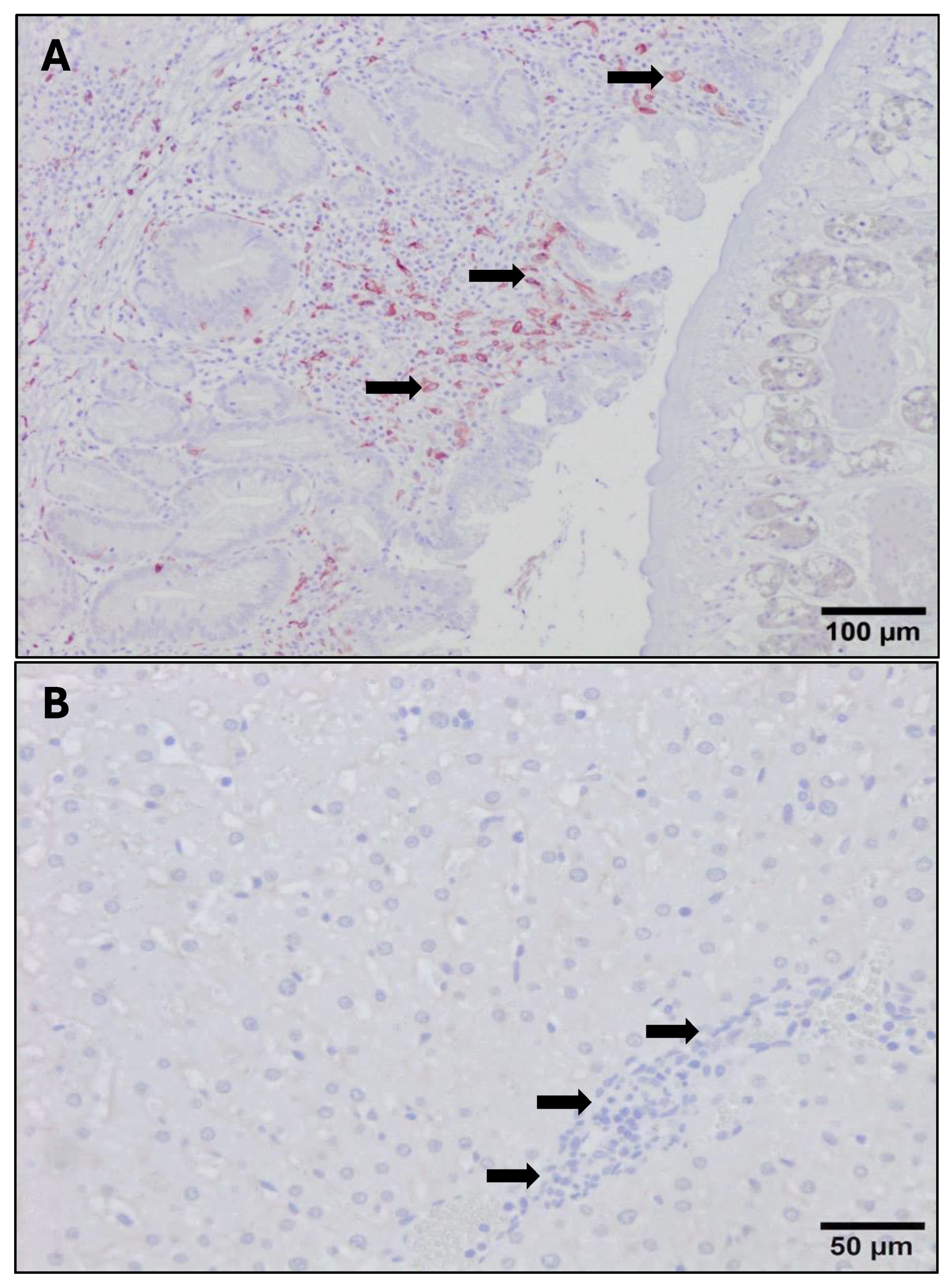 Animals 14 01833 g008 Animals 14 01833 g008