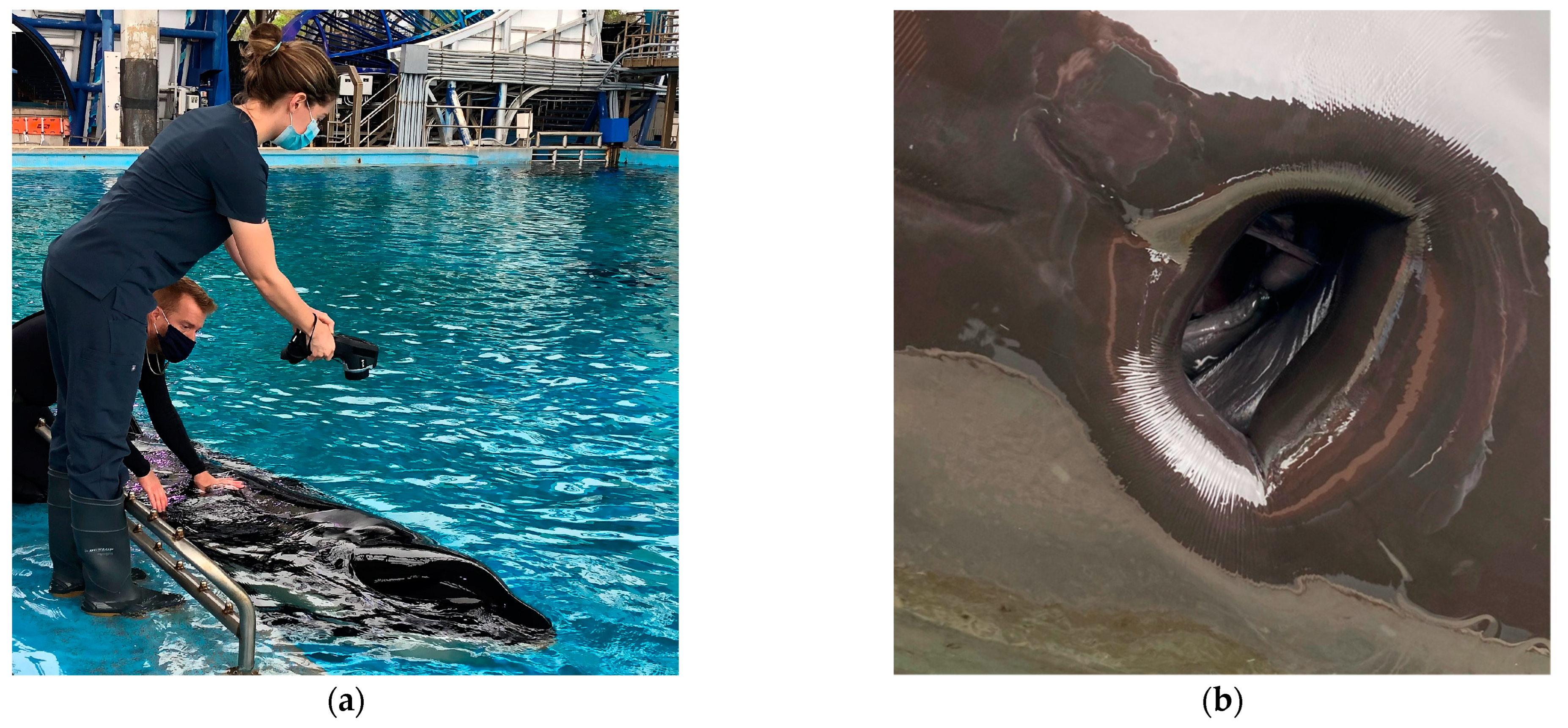 Animals 14 01867 g001