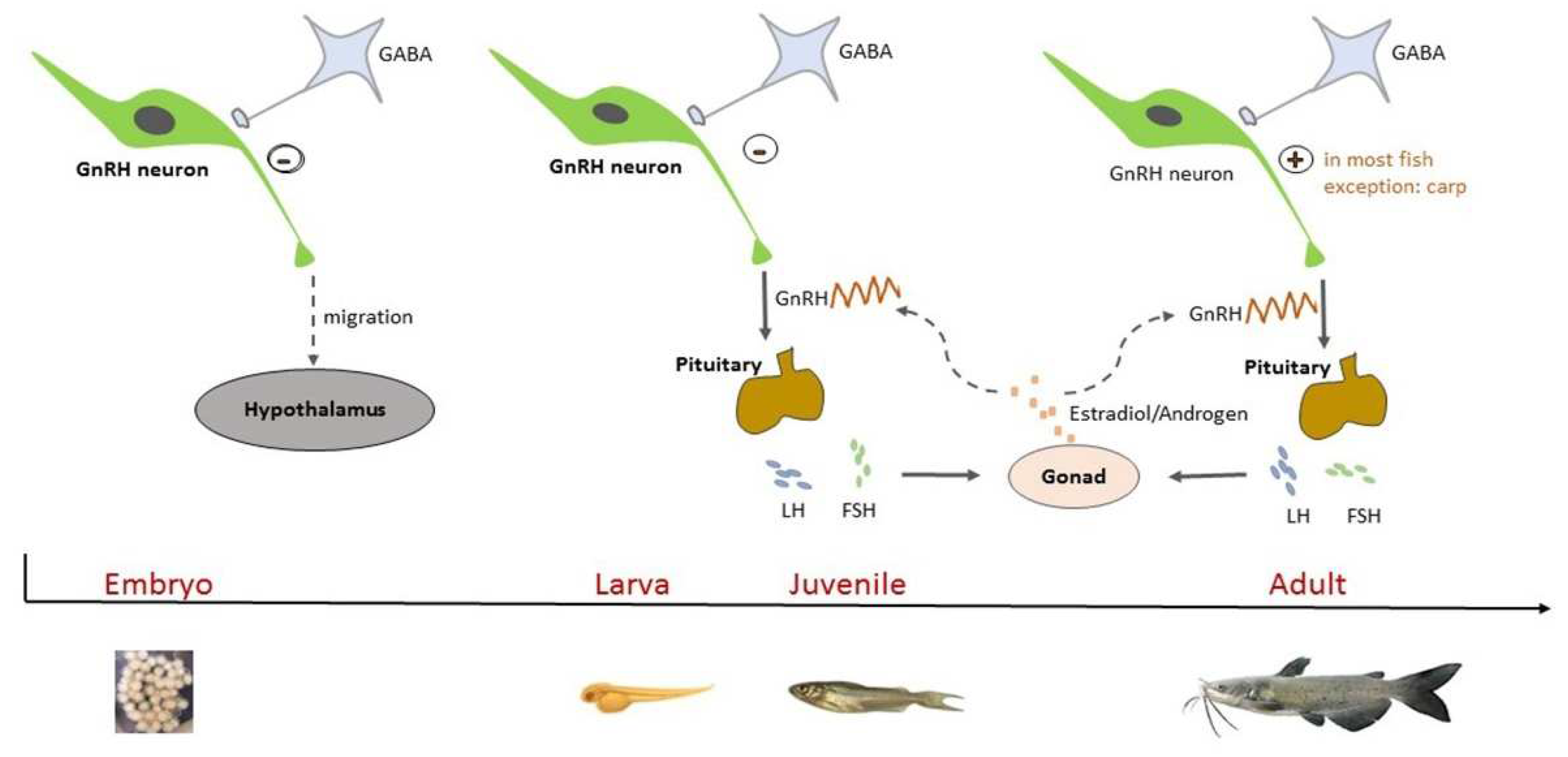 Animals 14 01899 g001