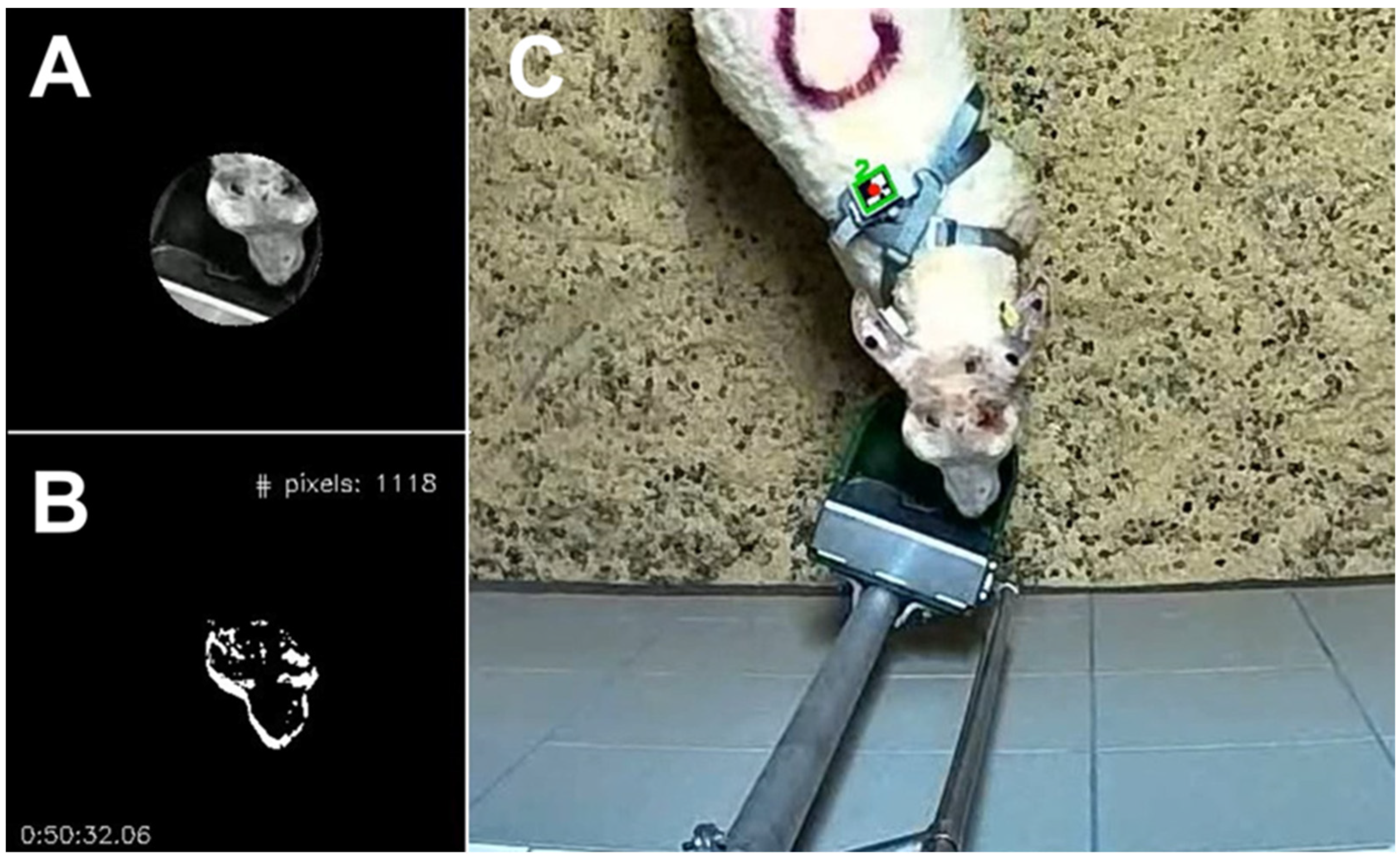 Animals 14 01908 g003