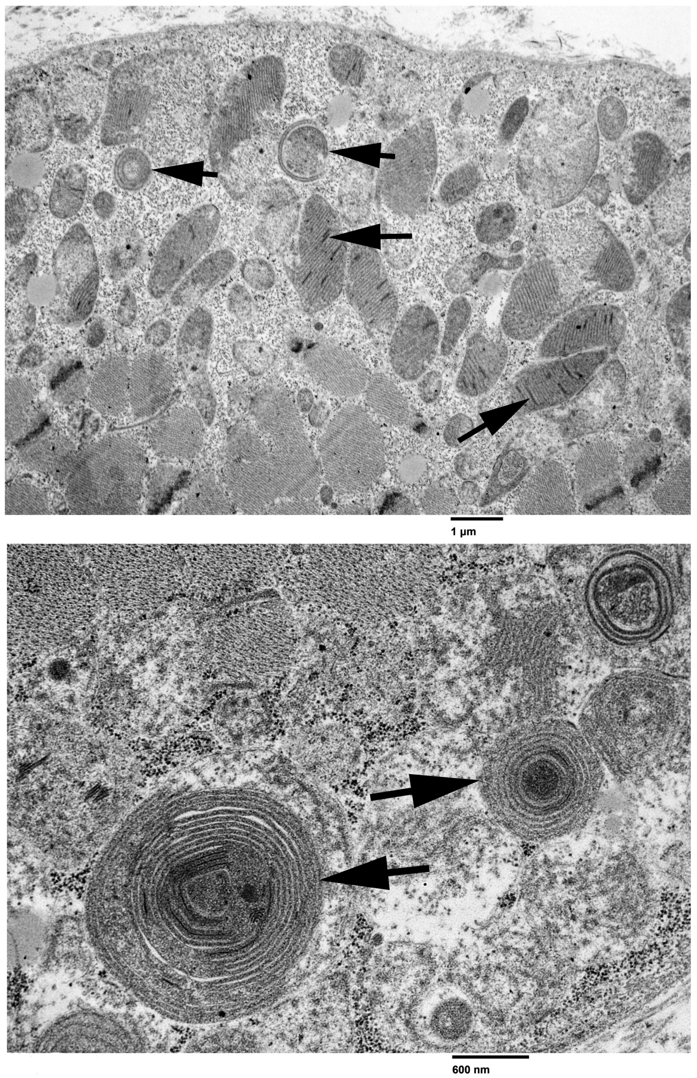 Animals 14 01946 g002