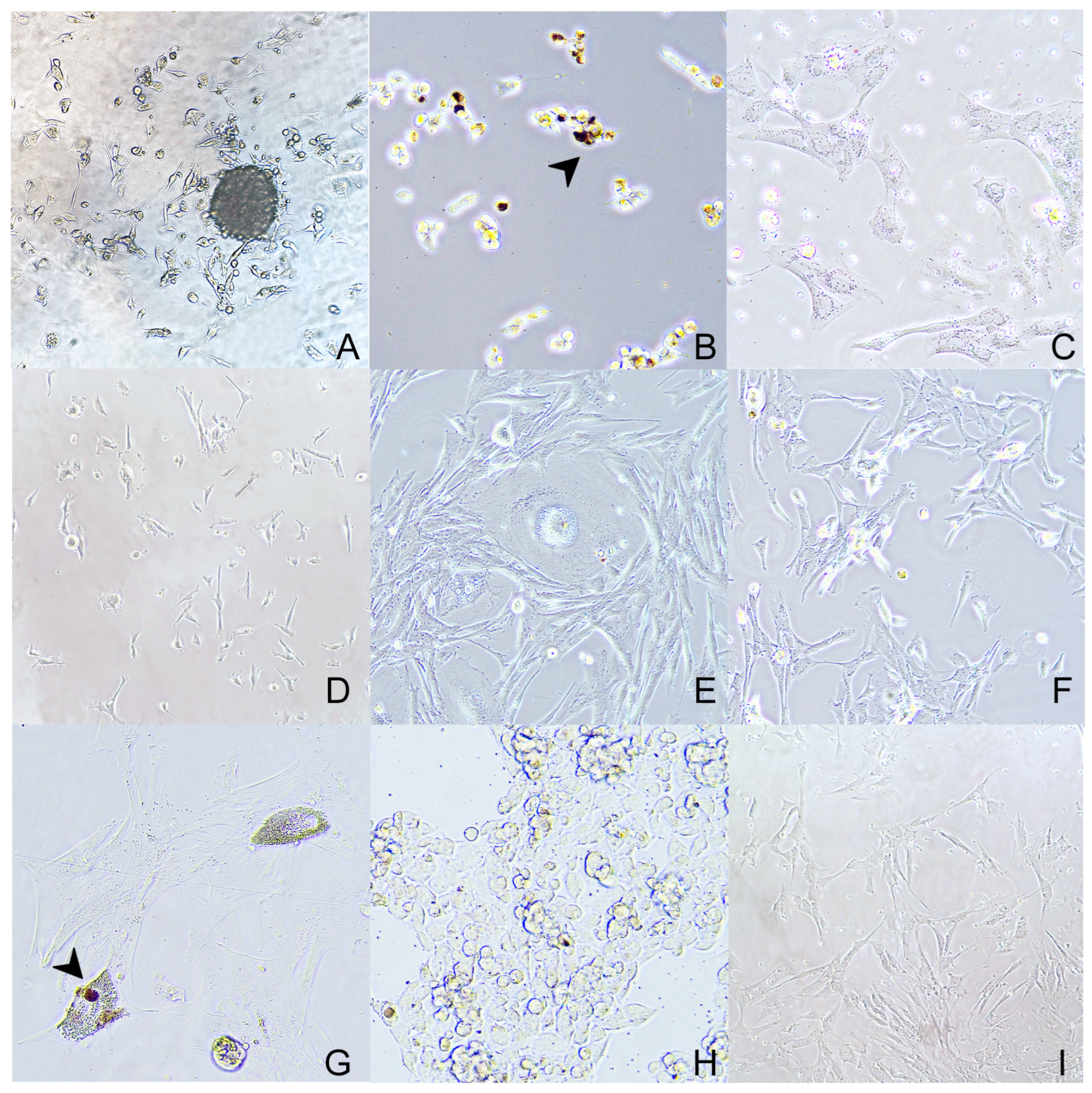 Animals 14 01948 g003