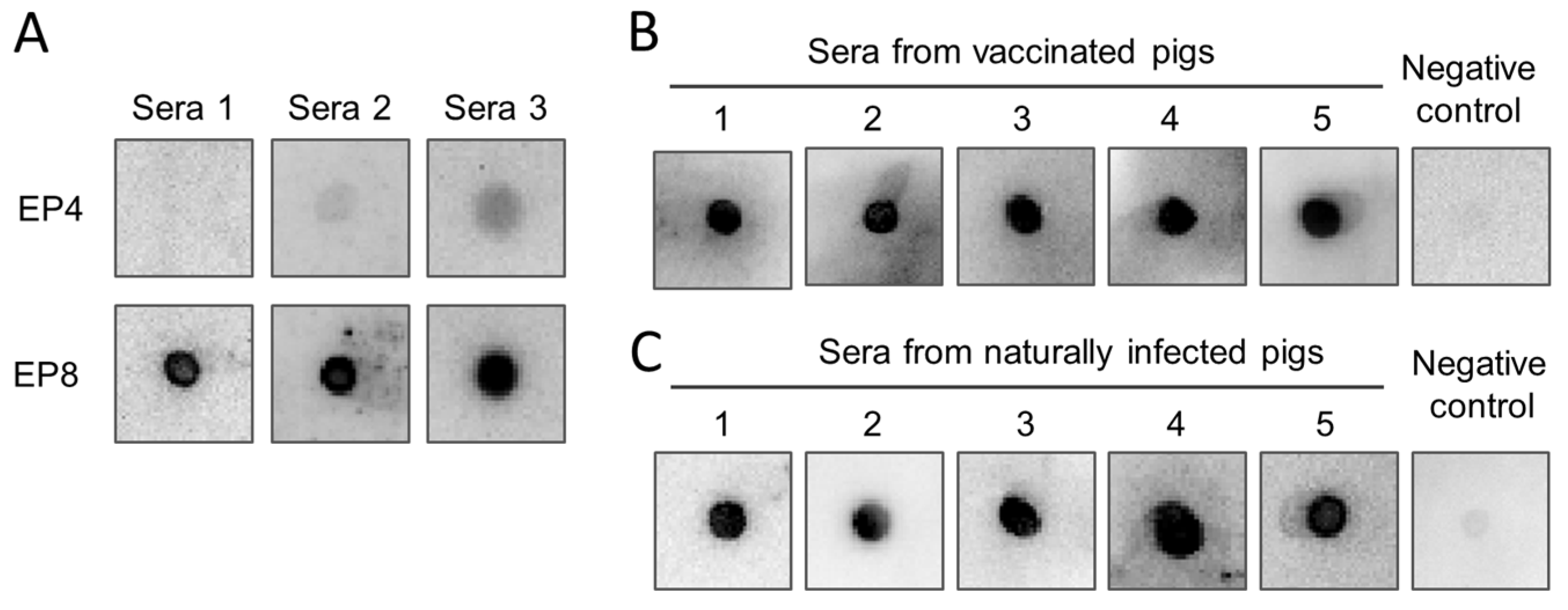 Animals 14 01951 g006