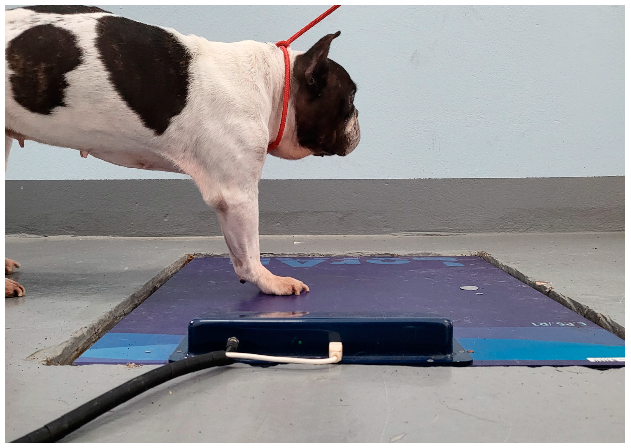 Animals 14 01960 g002