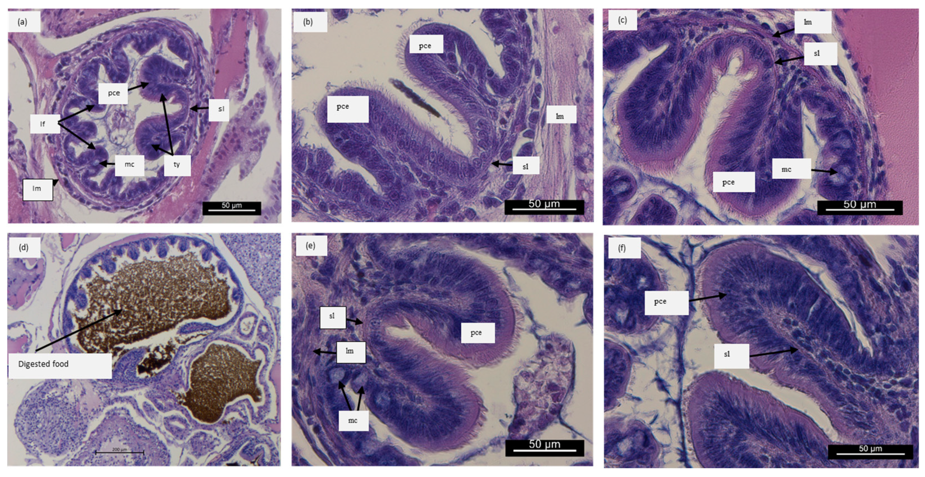 Animals 14 01993 g003