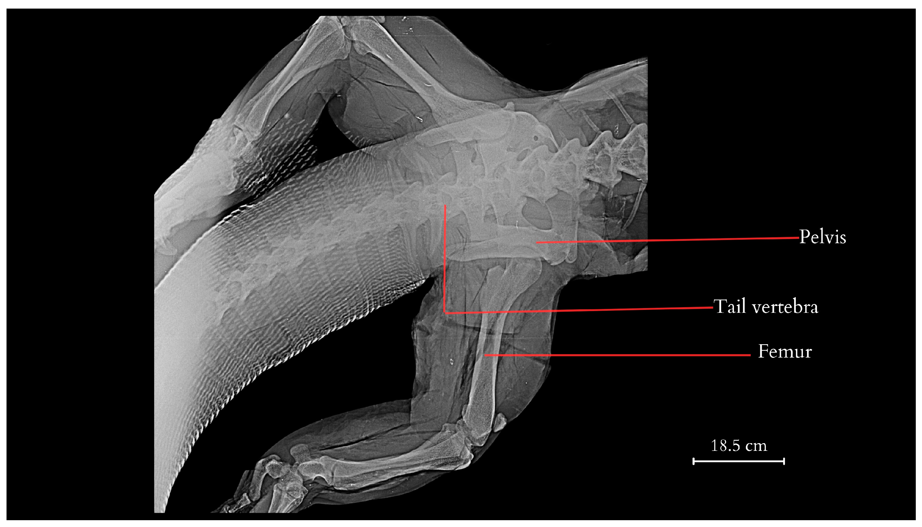 Biological Significance of the Komodo Dragon’s Tail (Varanus 