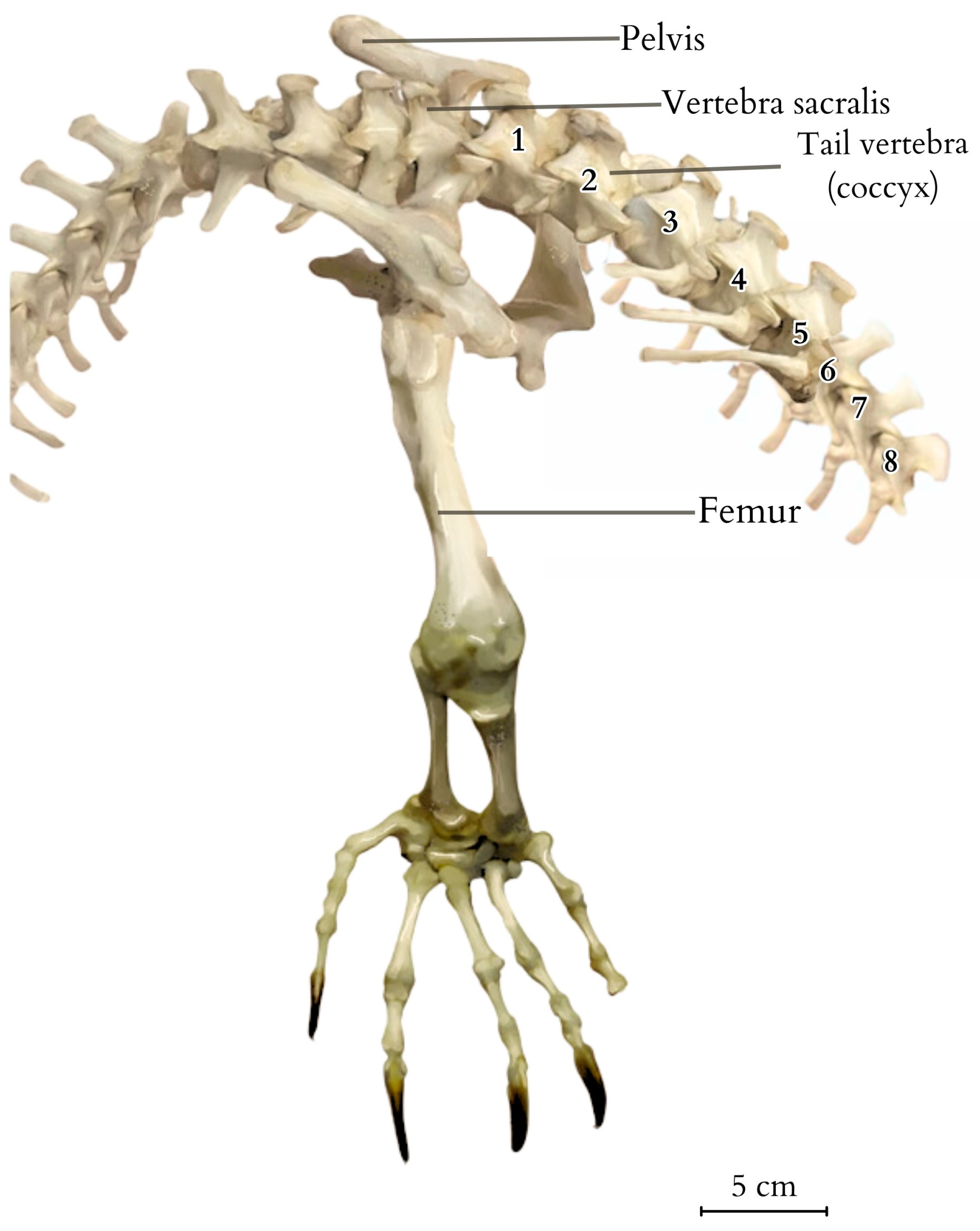 Animals 14 02142 g002