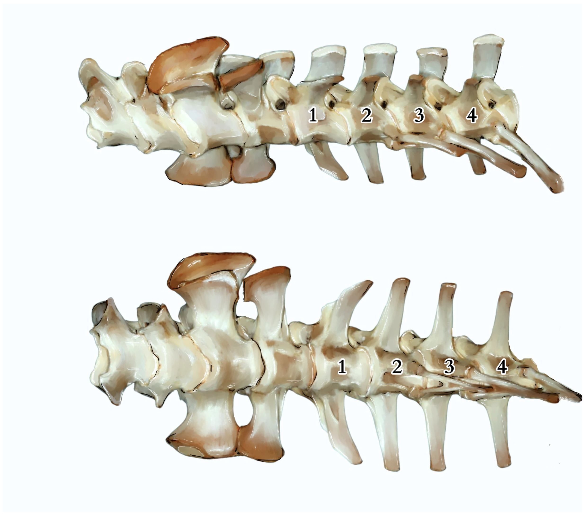 Animals 14 02142 g003