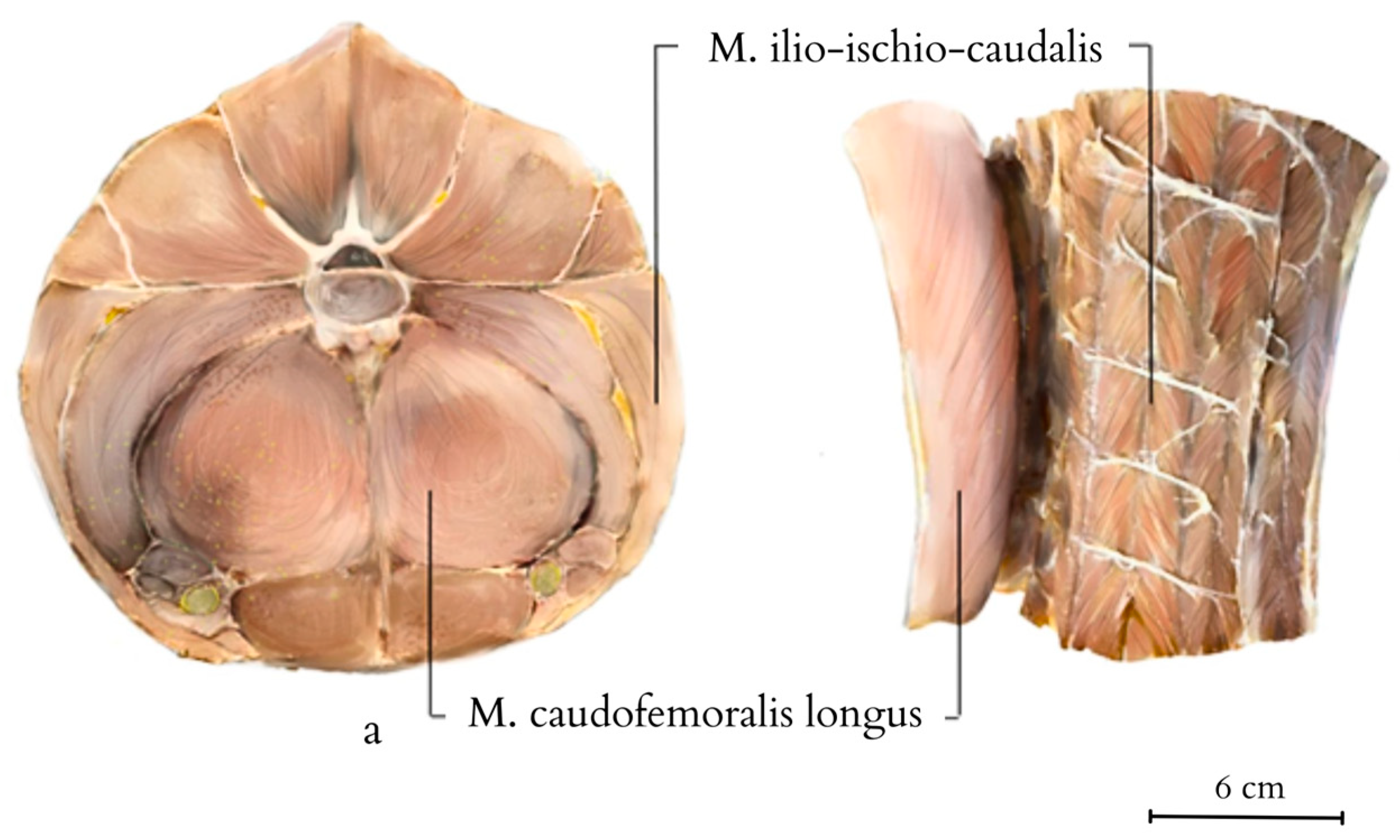 Animals 14 02142 g009