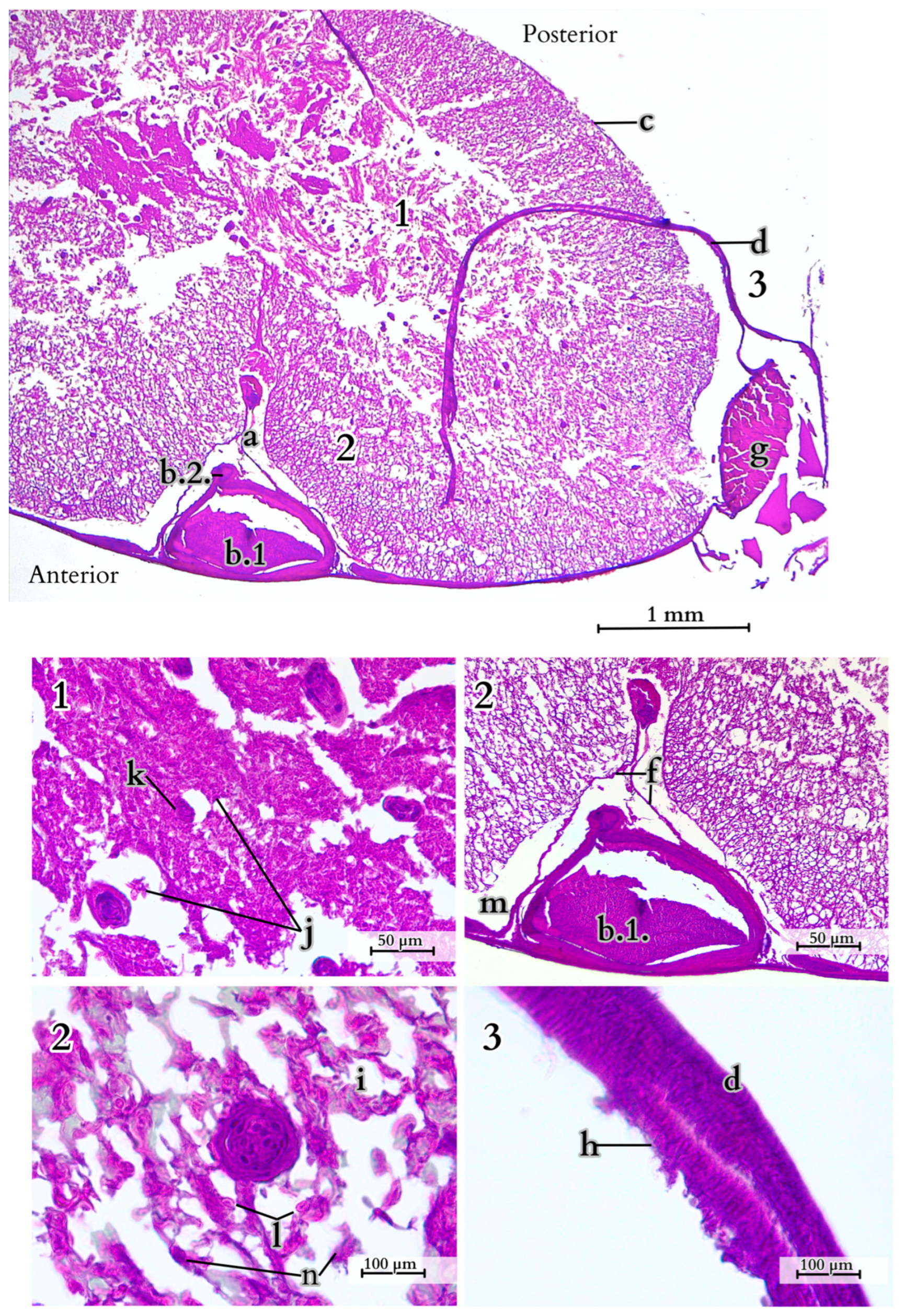 Animals 14 02142 g014