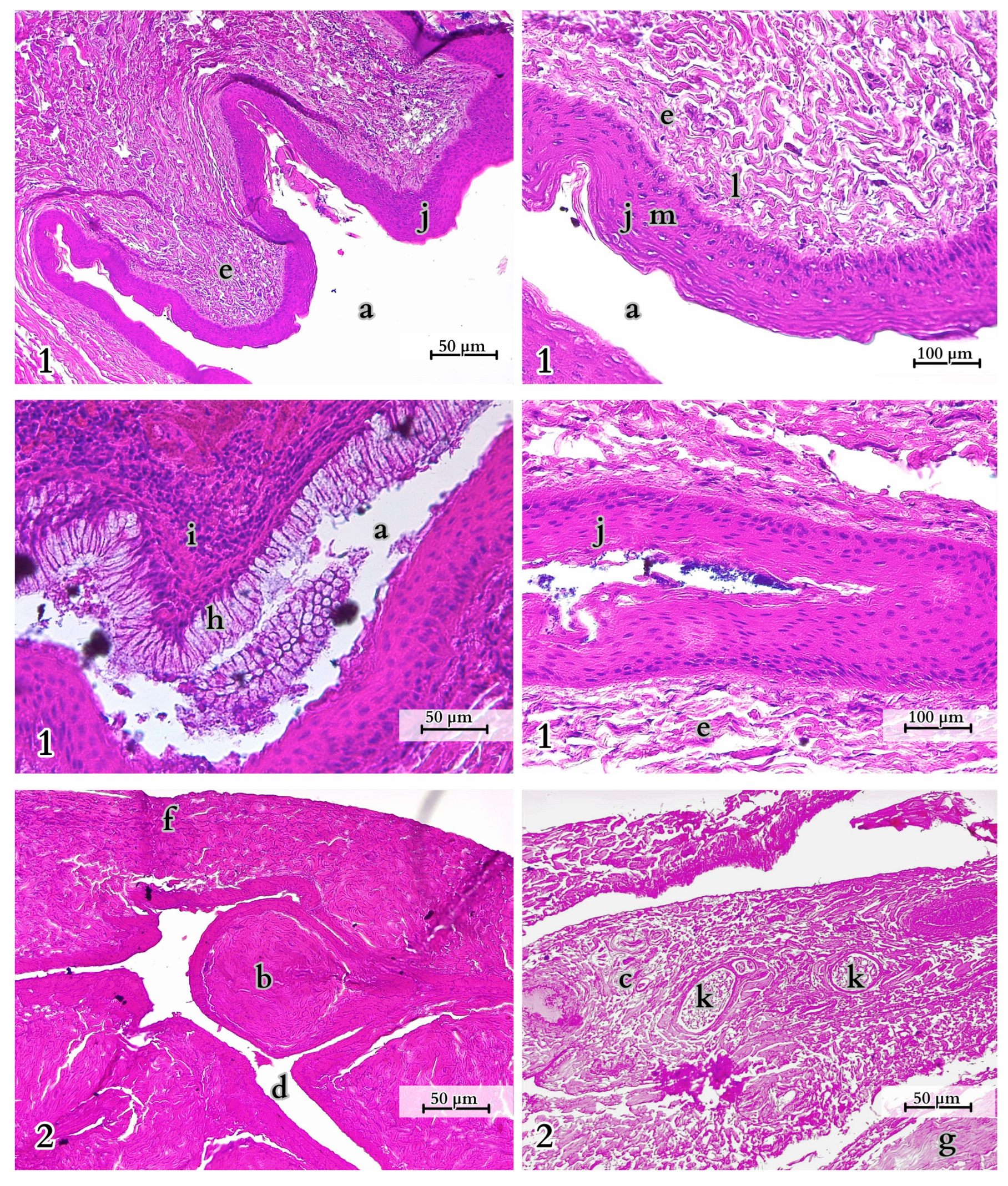 Animals 14 02142 g017